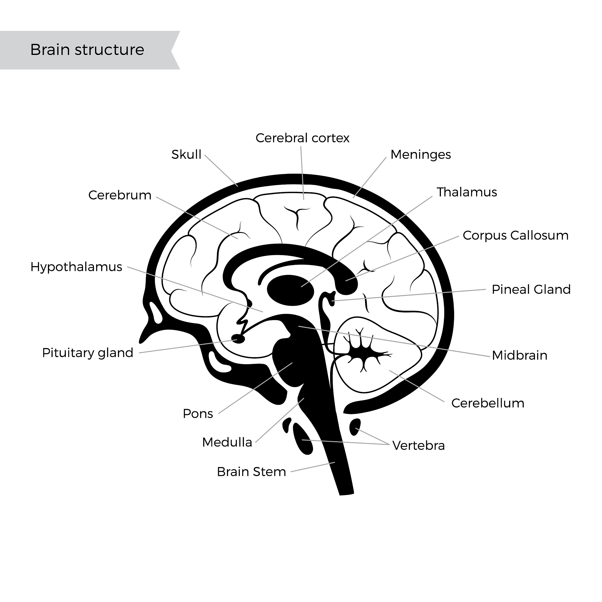 CEREBRAL CORTEX期刊投稿指南：详解投稿类型与要求