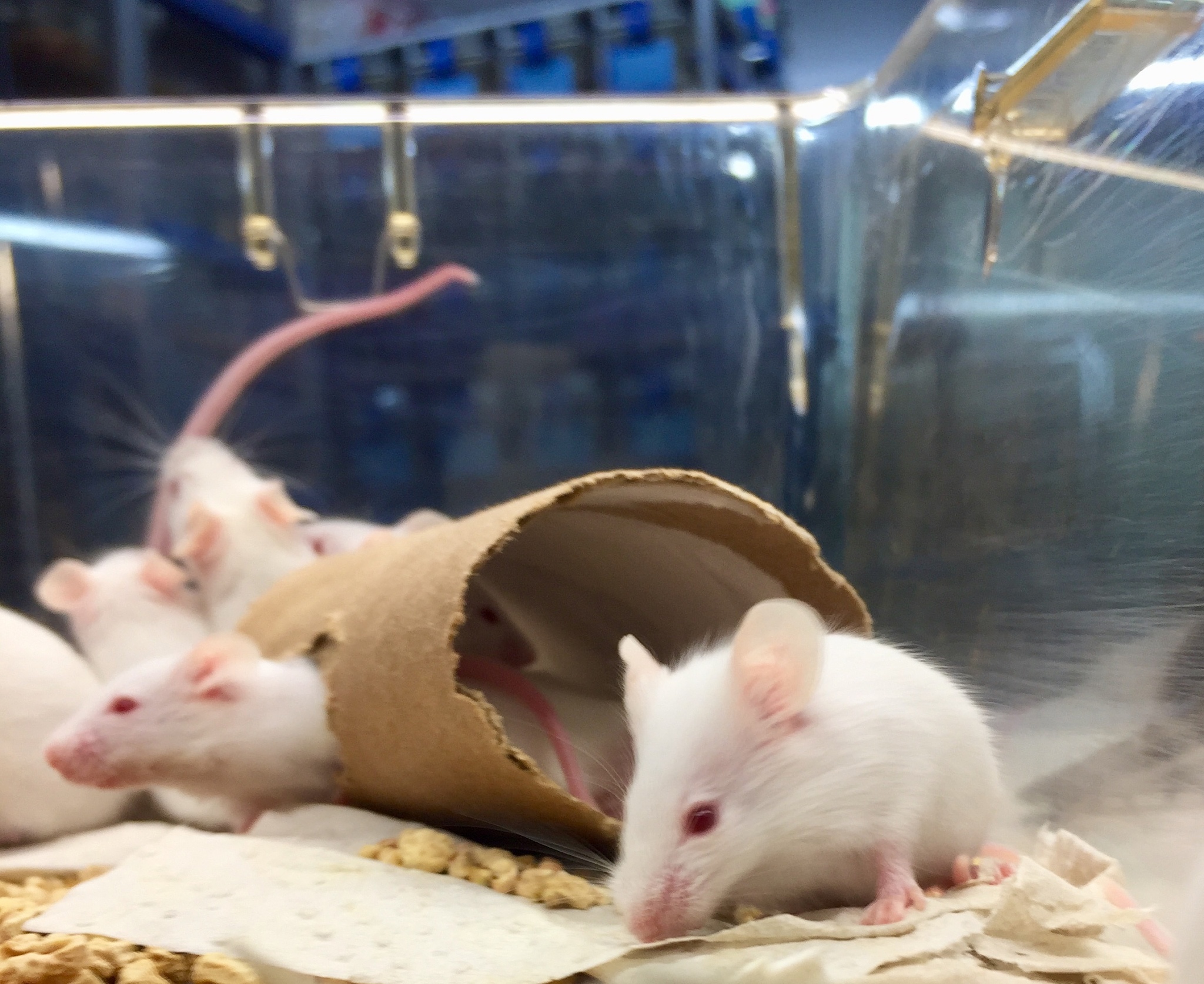 LAB ANIMAL期刊: 实验动物科学研究者的首选期刊