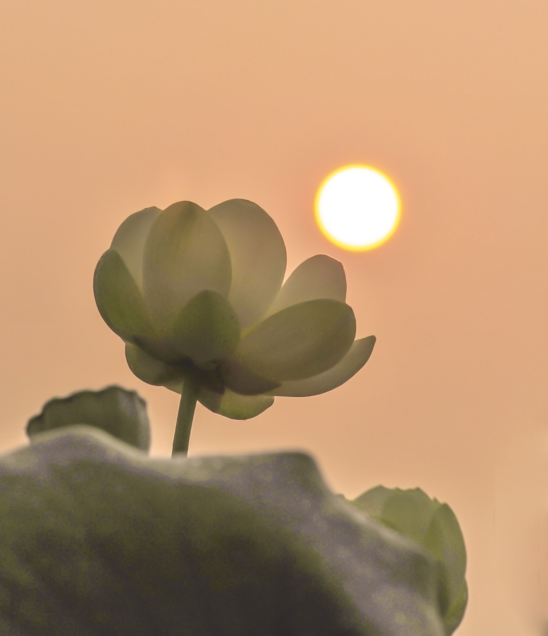 只为无心听佛讲这句话是什么意思