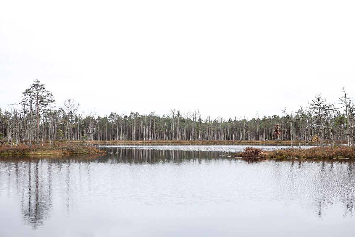 葛秀丽对南四湖湿地恢复过程中植被及种子库特征研究解读