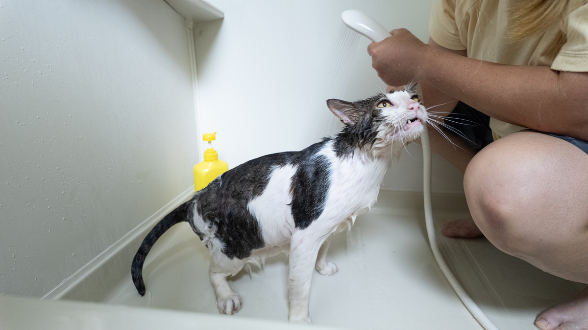 🔥夏天到了，铲屎官必看！10个让猫咪凉爽过夏的小妙招！