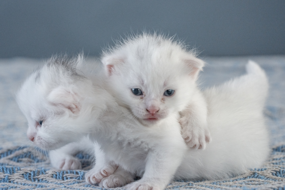 我的小猫小白：一只可爱又勇敢的小伙伴