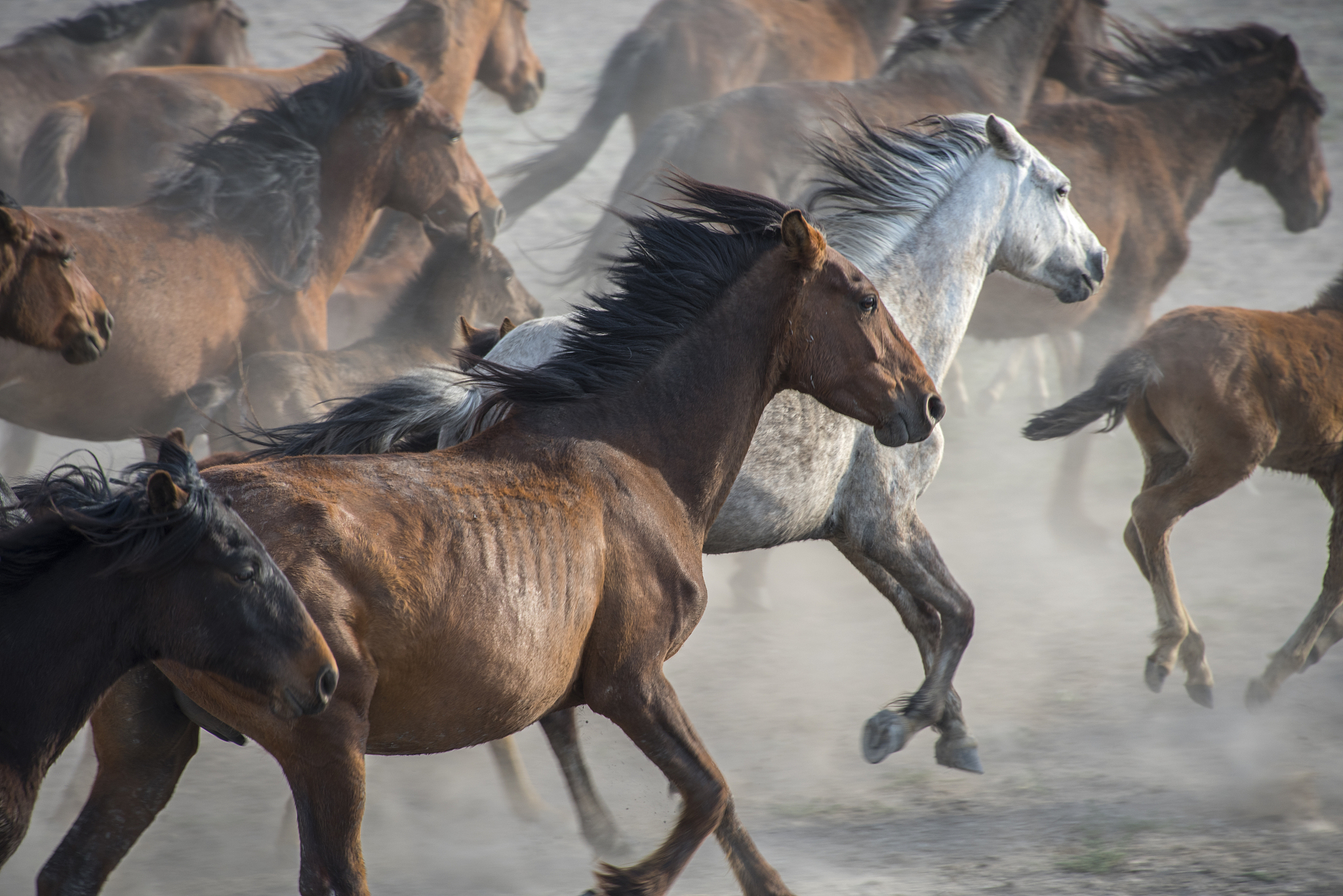 running wild horses