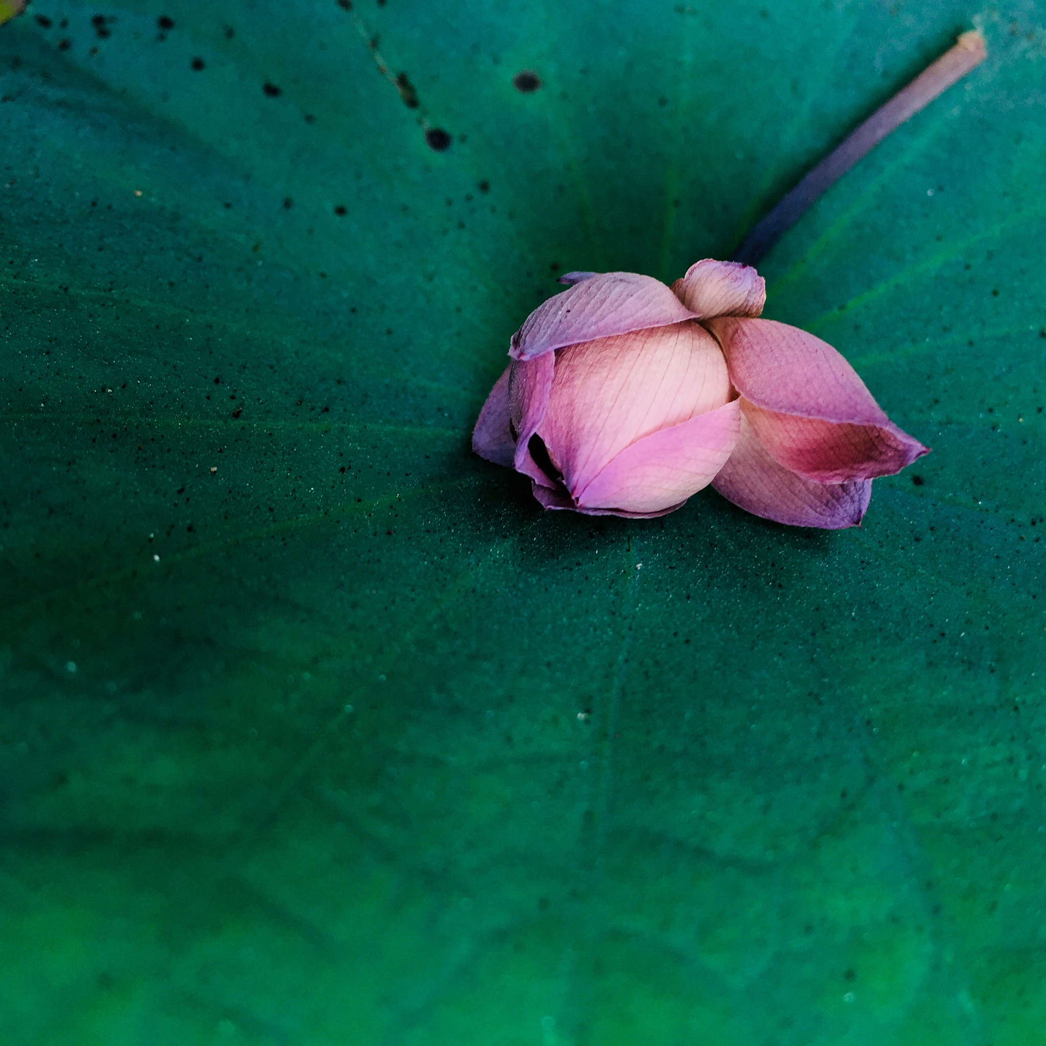 花枯萎比喻人生
