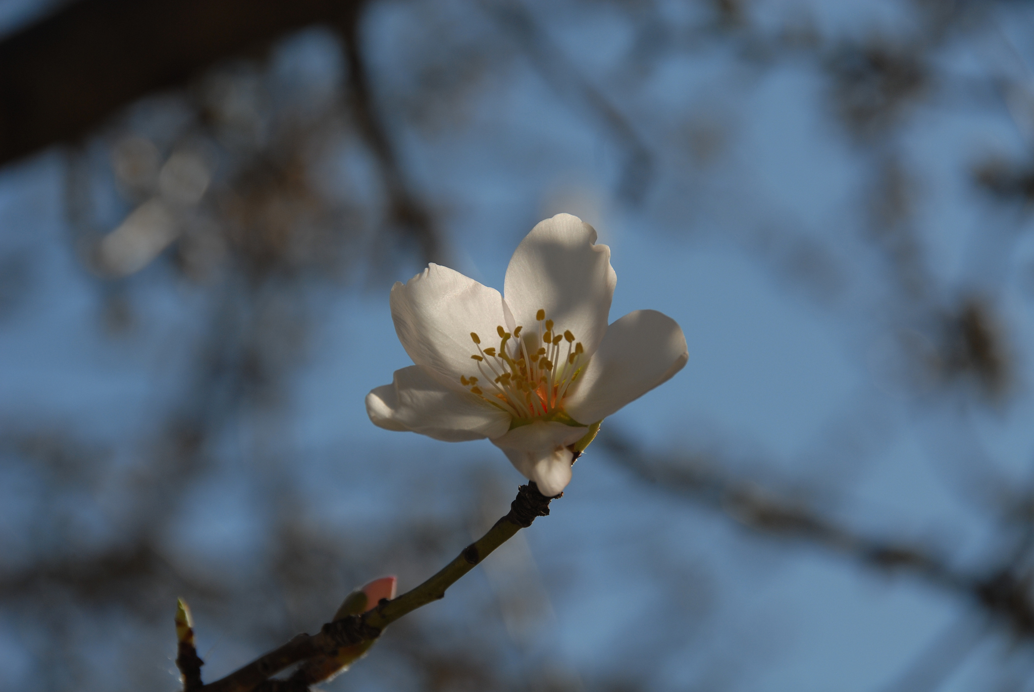 mandelblüte in spanien