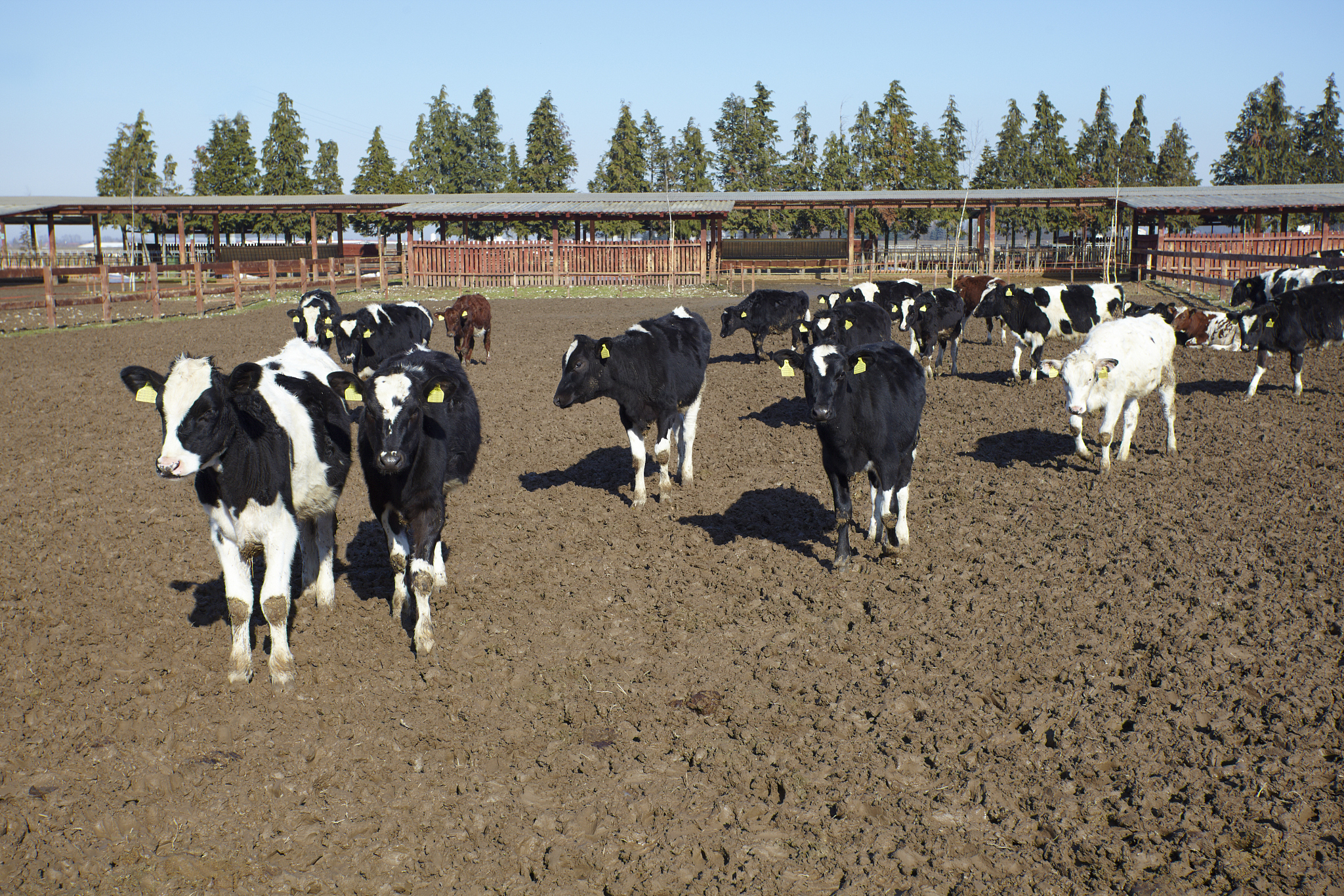 印度阿兰德县为什么适合喂养奶牛生产牛奶