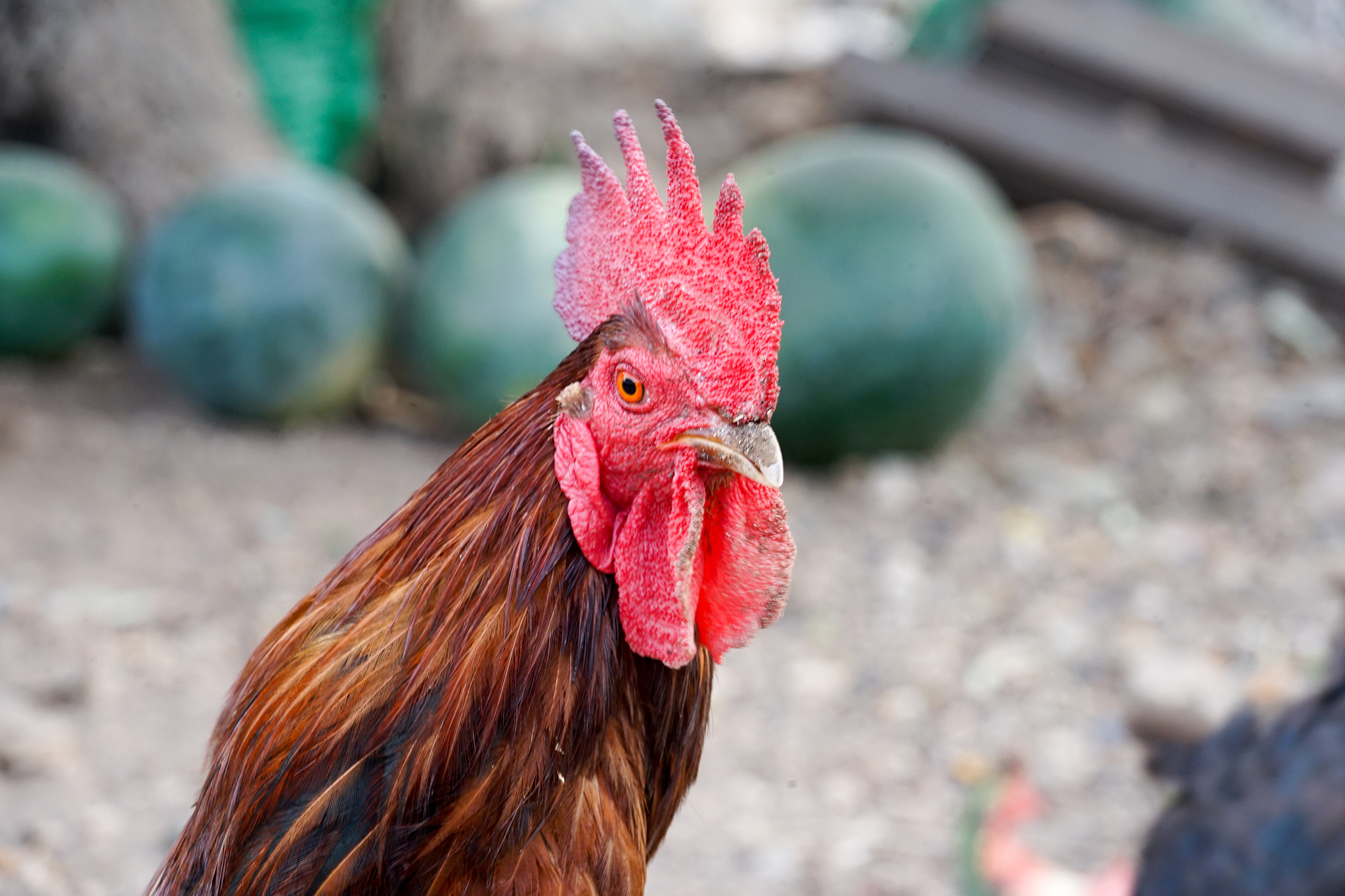 chicken farm and chickens