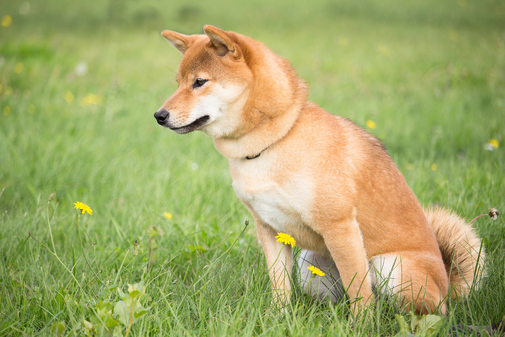 犬渐进性视网膜萎缩变性-RCD4型检测诊断