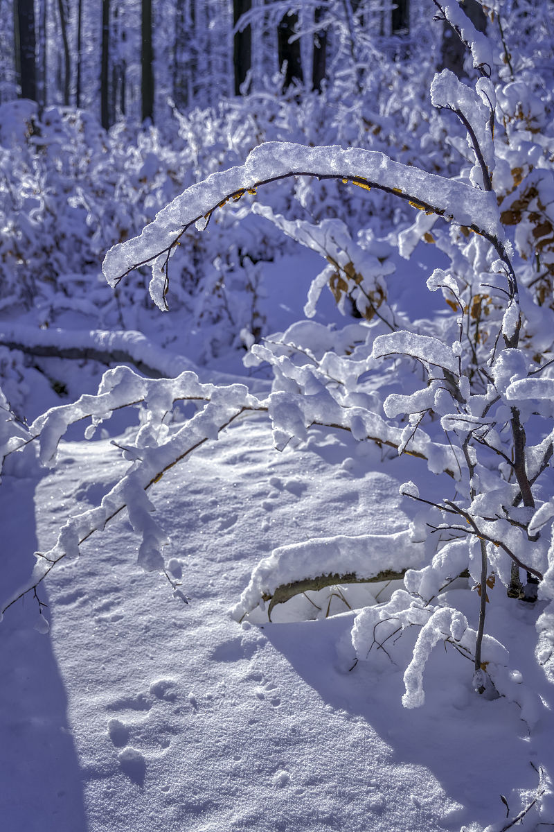 冬日絮语：感受冰雪世界的魅力