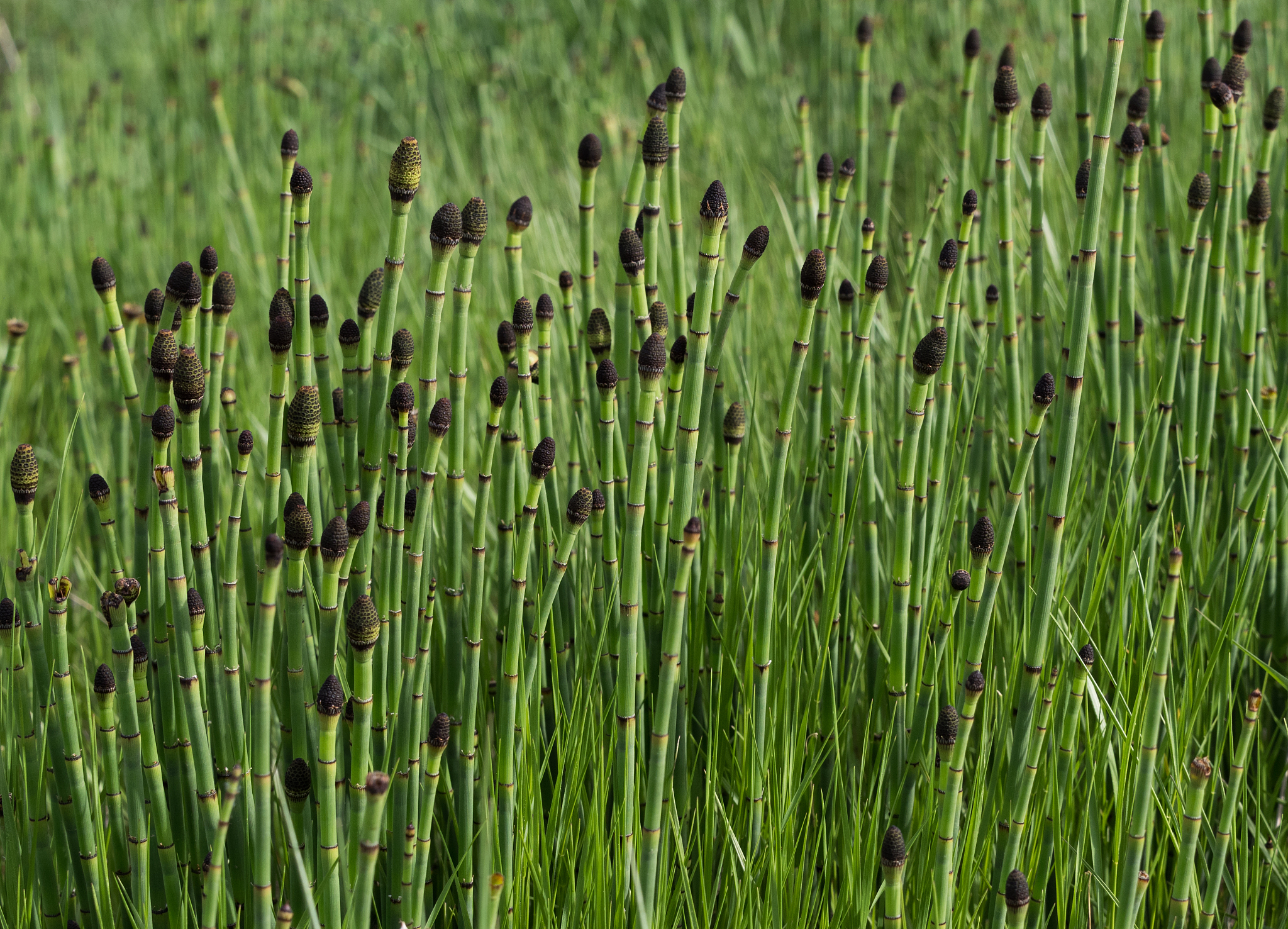 close up of green snake, puzzle or horsetail grass, a living fos