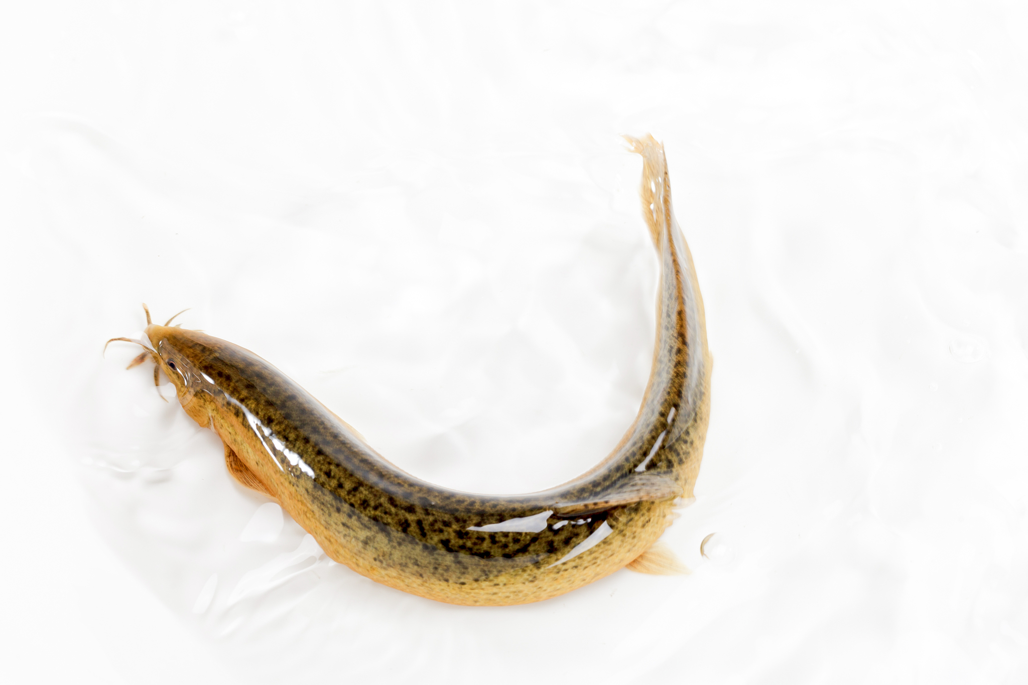 泥鳅和大鳞副泥鳅是中国常见的经济鱼类