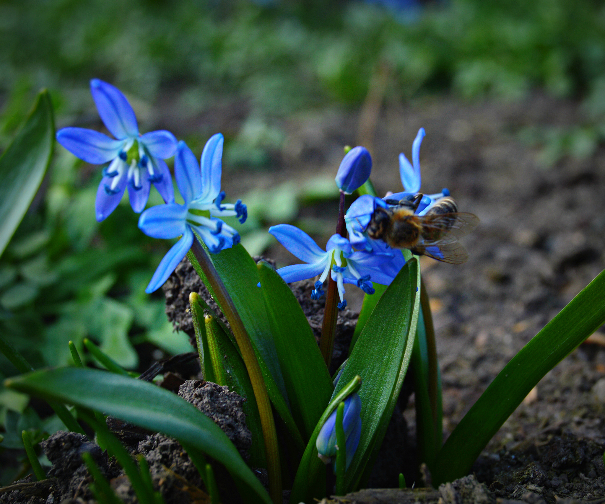 a blue flower called scilla and a bee