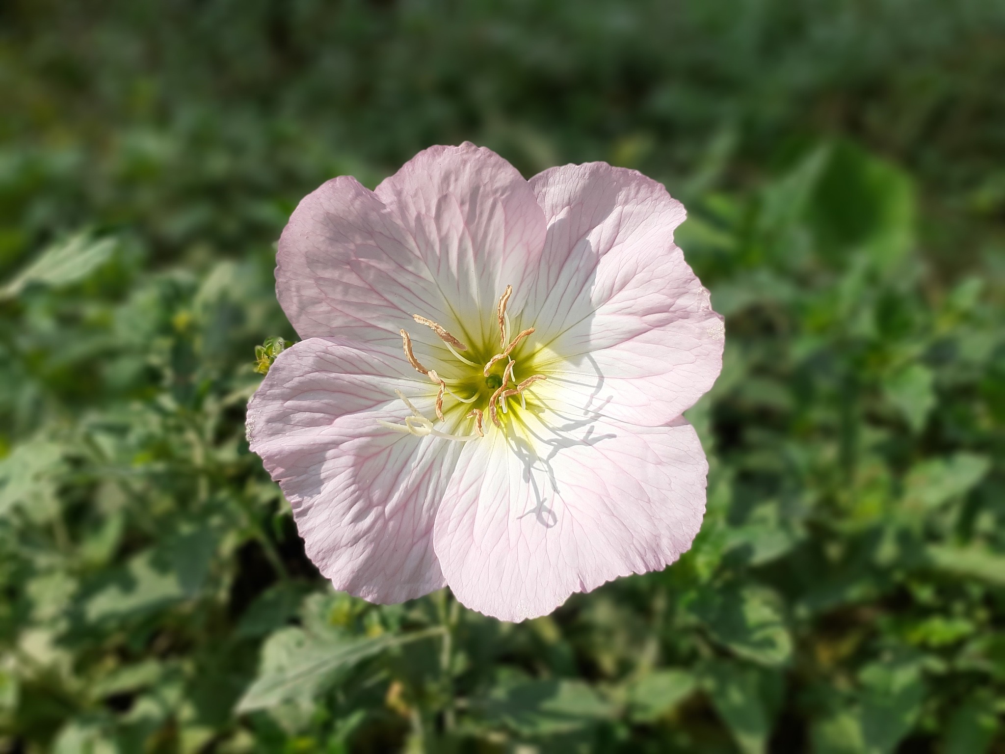 热爱生活：意义、态度和行为