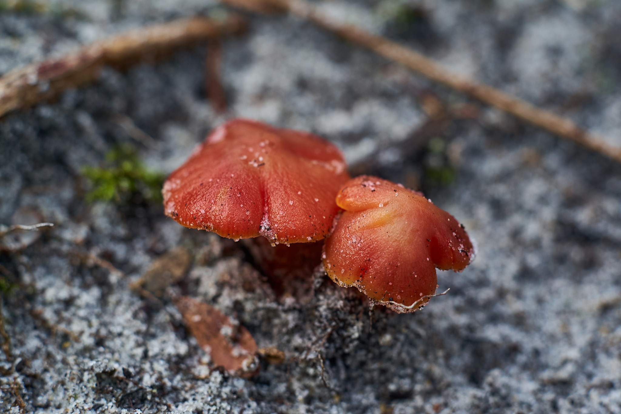 蘑菇社会学：解读群体与个体关系的奇妙隐喻