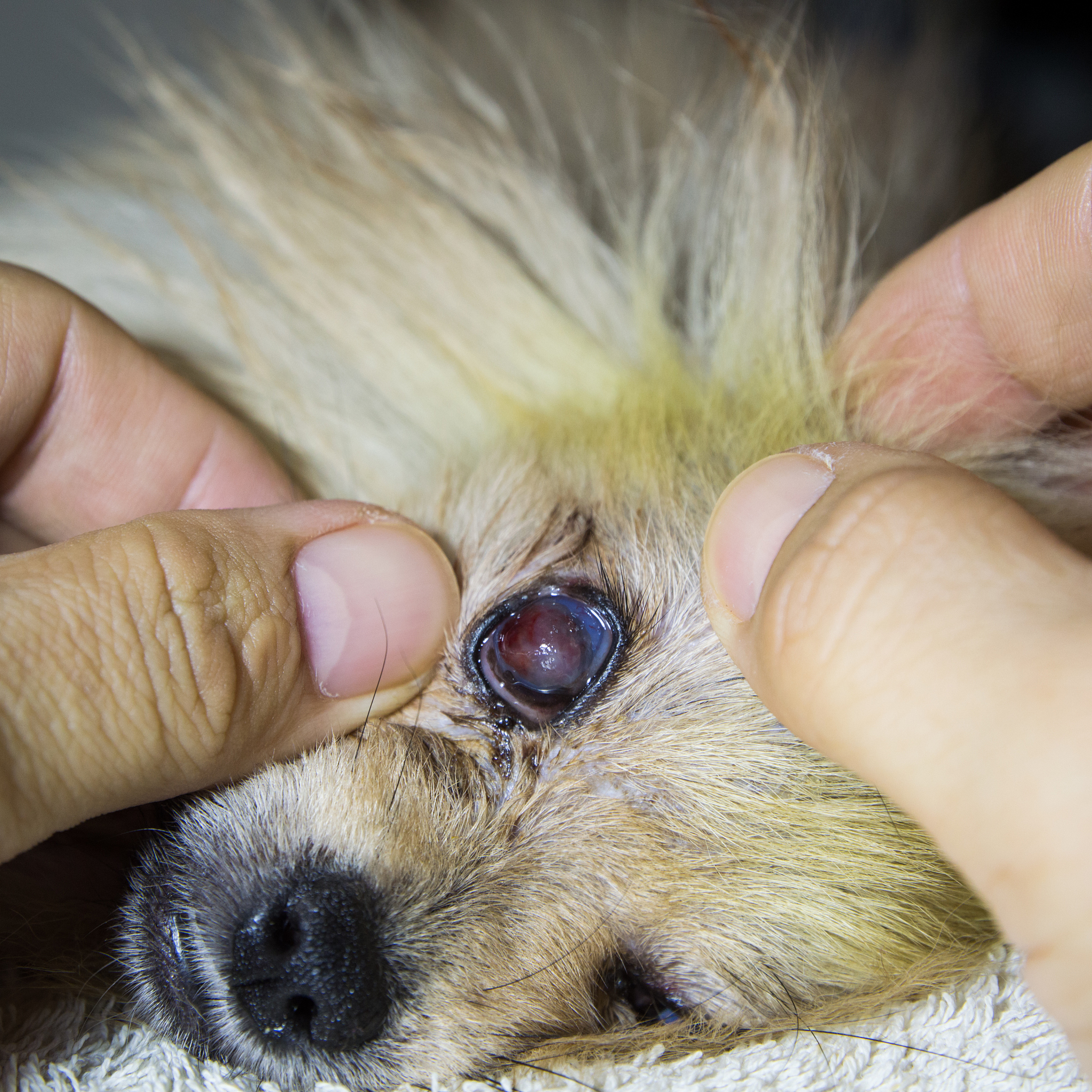 犬多发性视网膜病变：症状、诊断与治疗