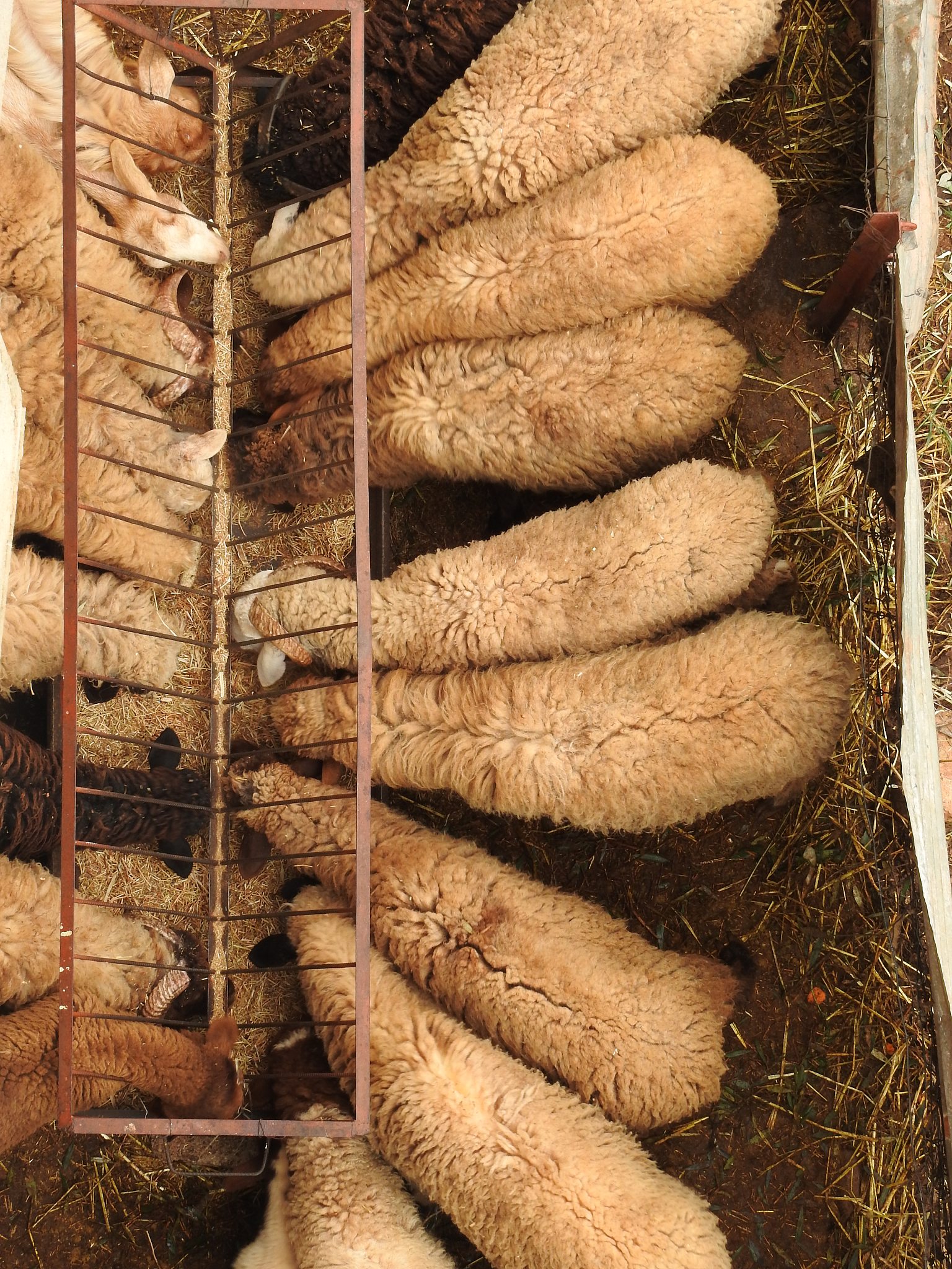 sheep and goats