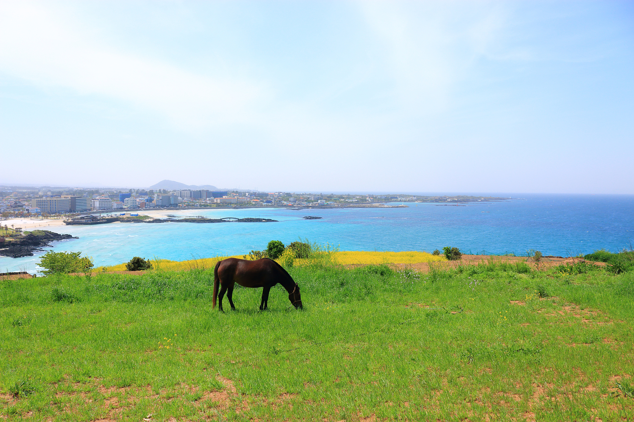 hamdeok beach, west wu bong, wildflower, flower, beach,