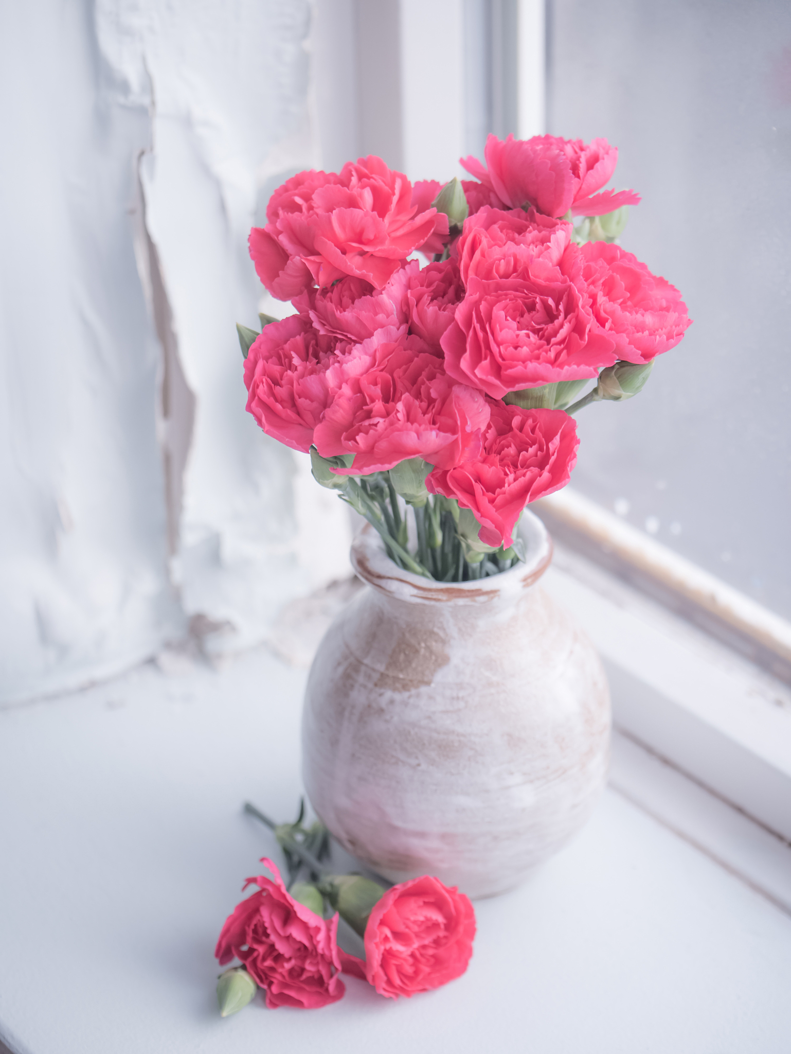 康乃馨花语：解读不同颜色、形状、数量的含义