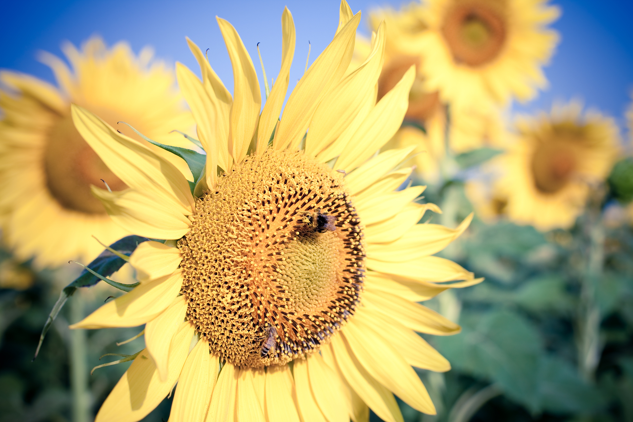 春天作文：最美的季节，充满生机与希望