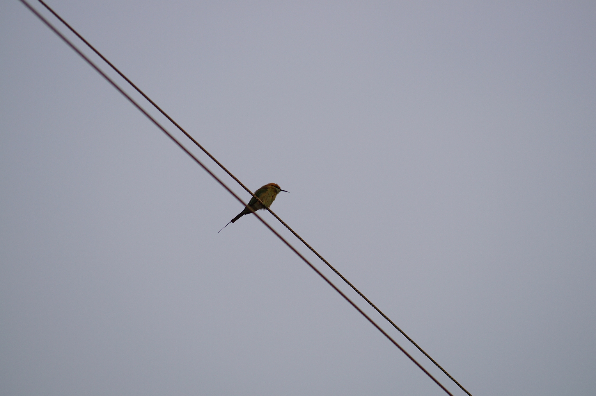 low angle view of bird perching on cable against clear sky