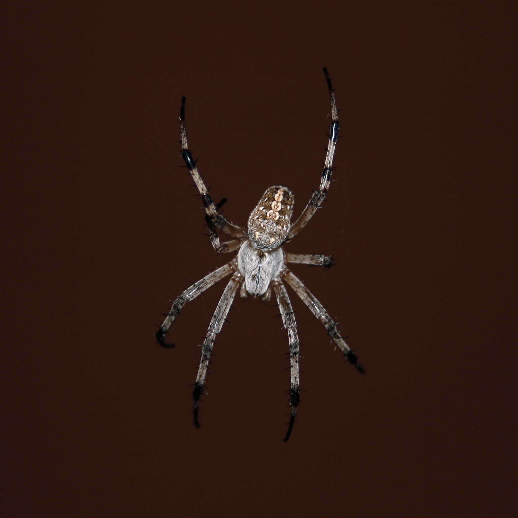 蜘蛛有几条腿？