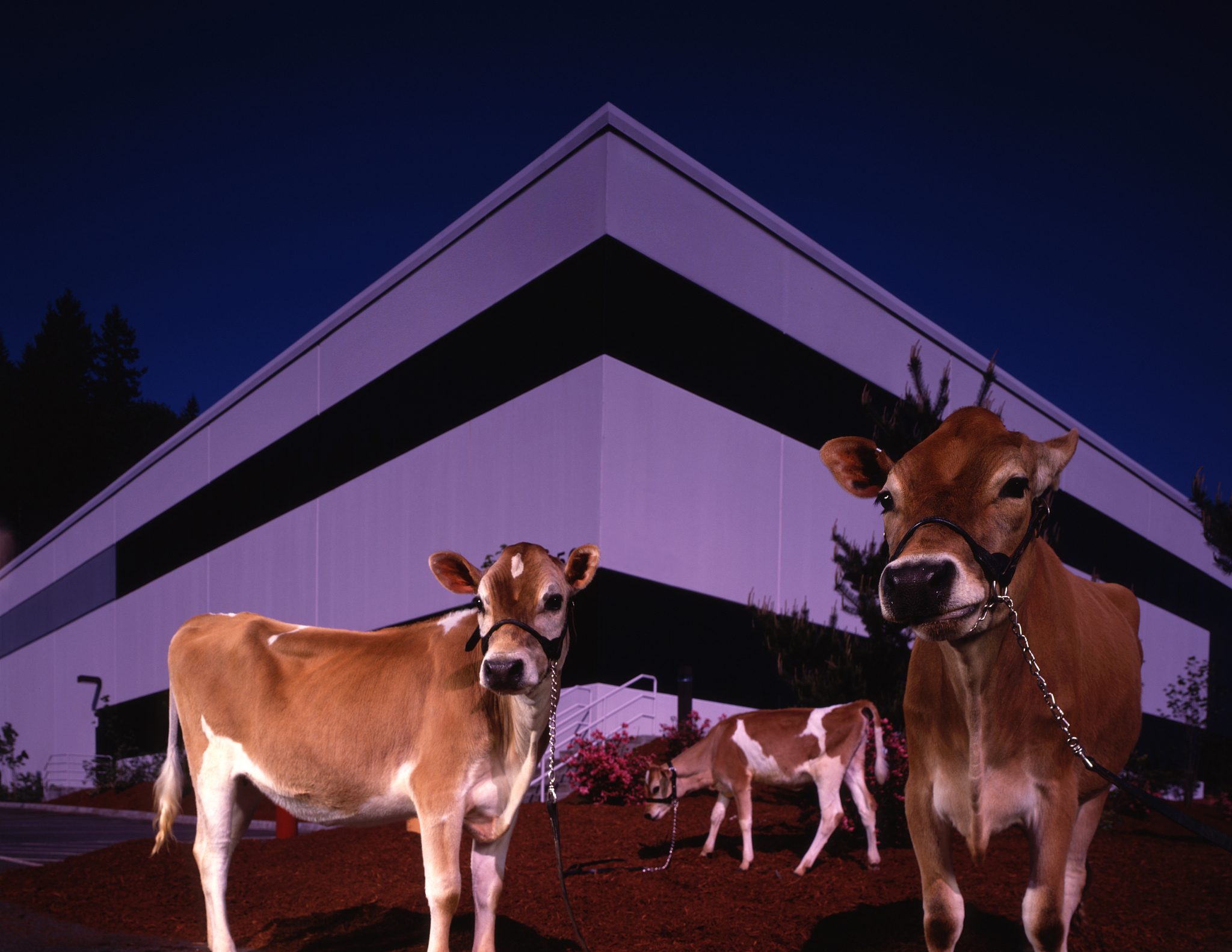 解方程 50-5+4x=61：步骤详解