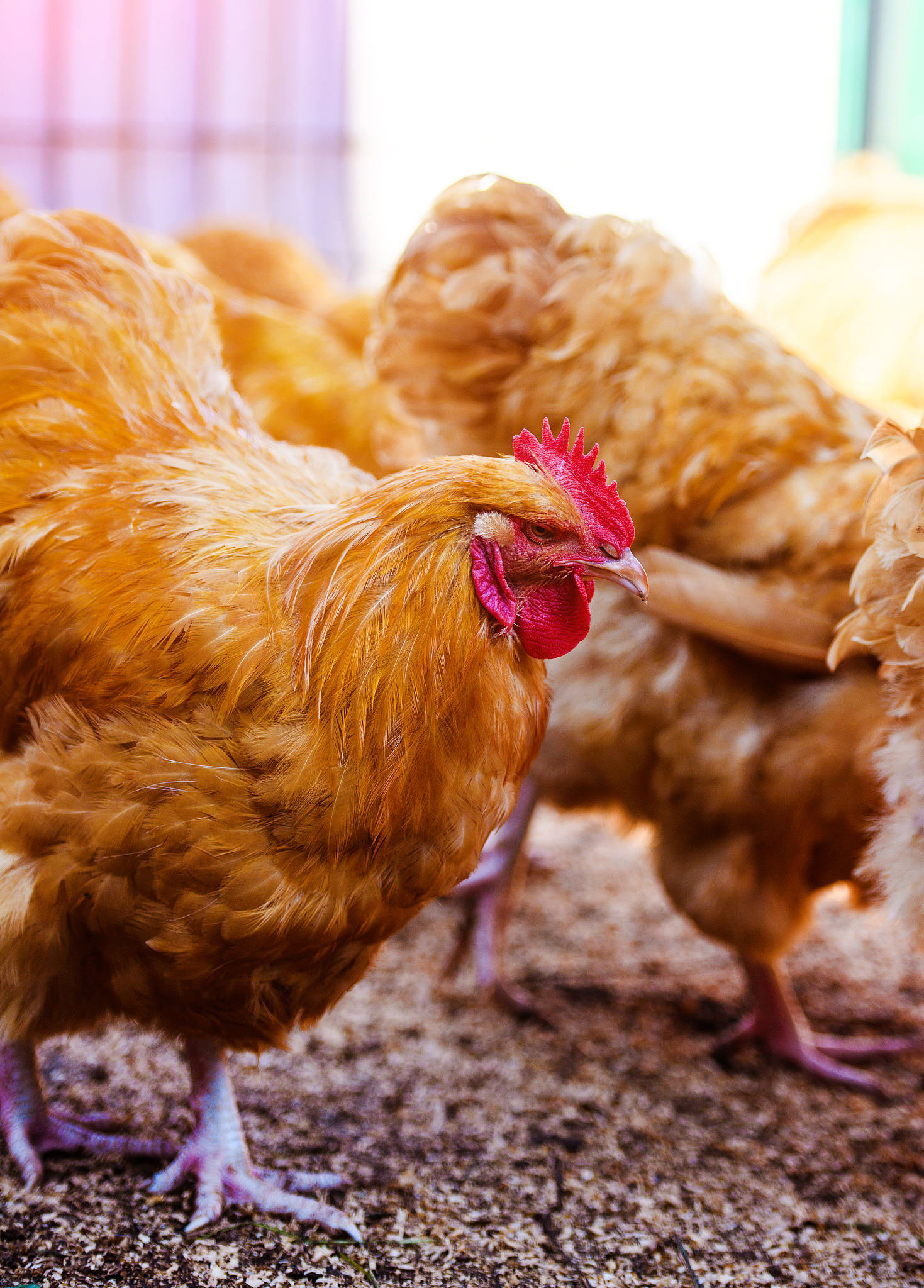 皖南三黄鸡：安徽特产，肉质鲜美，养殖历史悠久