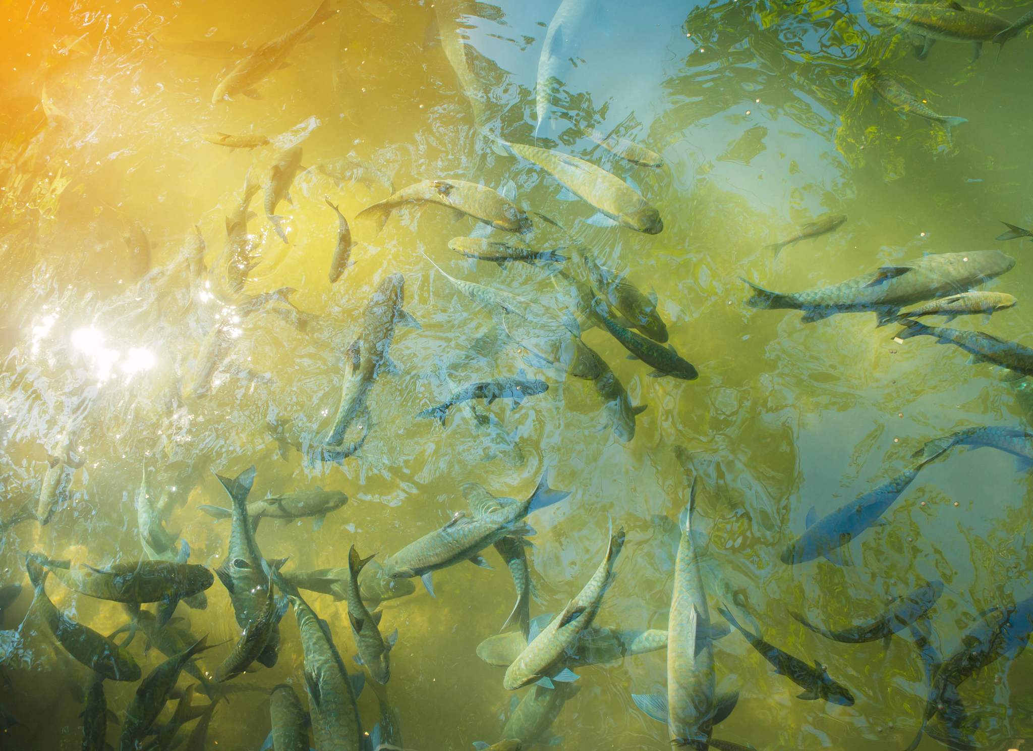 叶羊和绿叶海阔鱼：海洋里的奇特生物