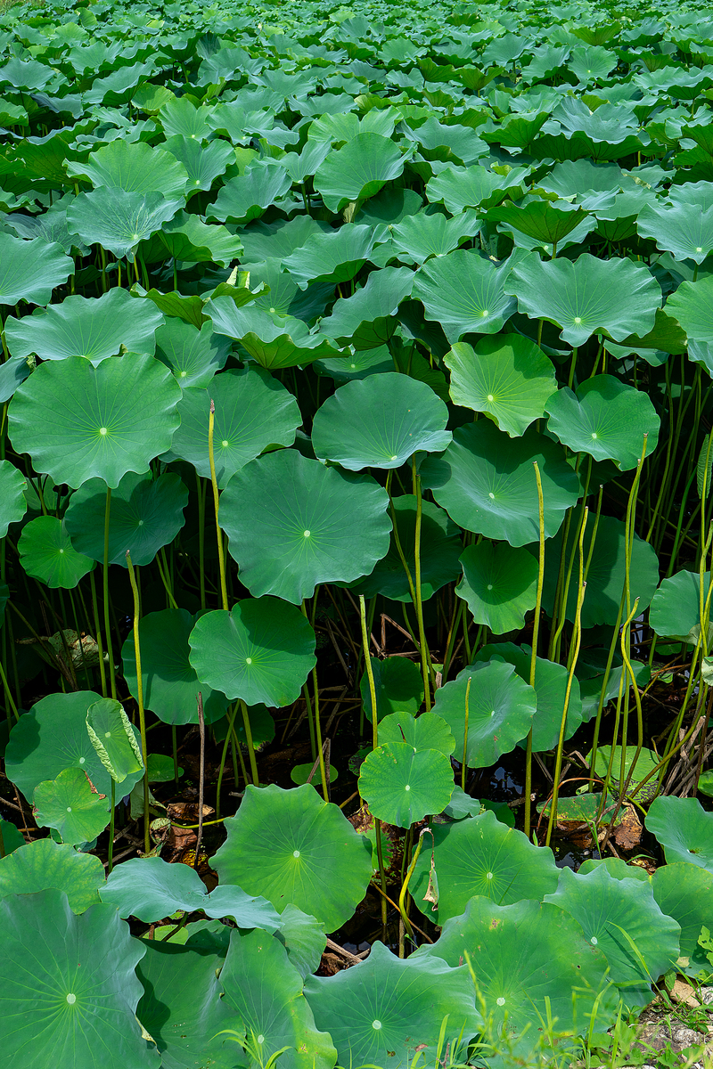 莲藕荷叶种类及区别：大叶荷和小叶荷