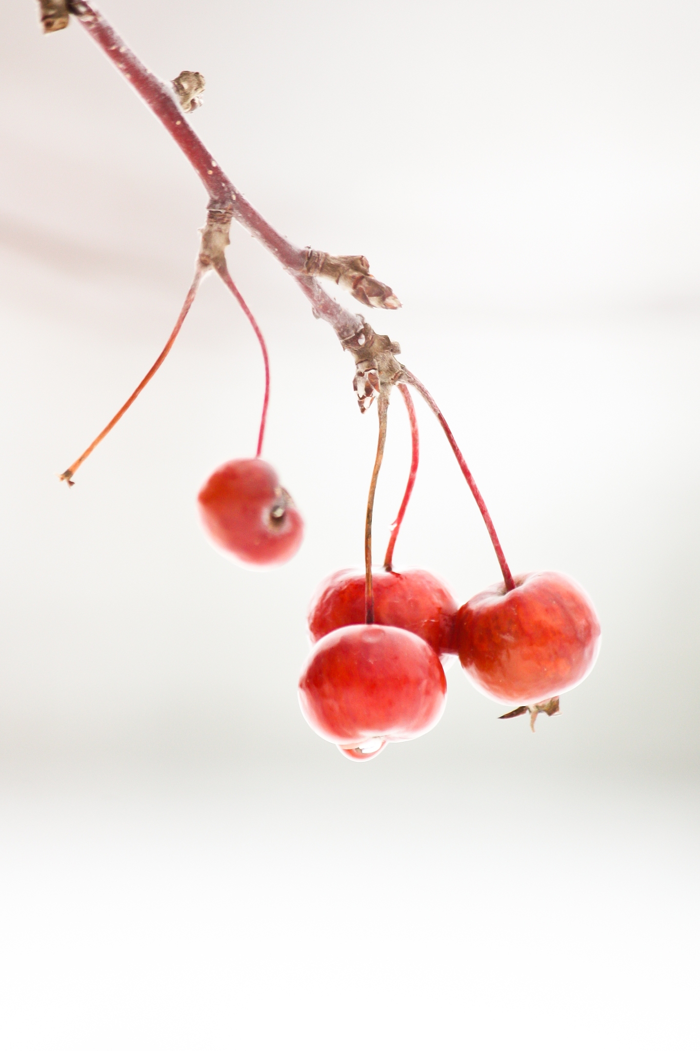 fruits