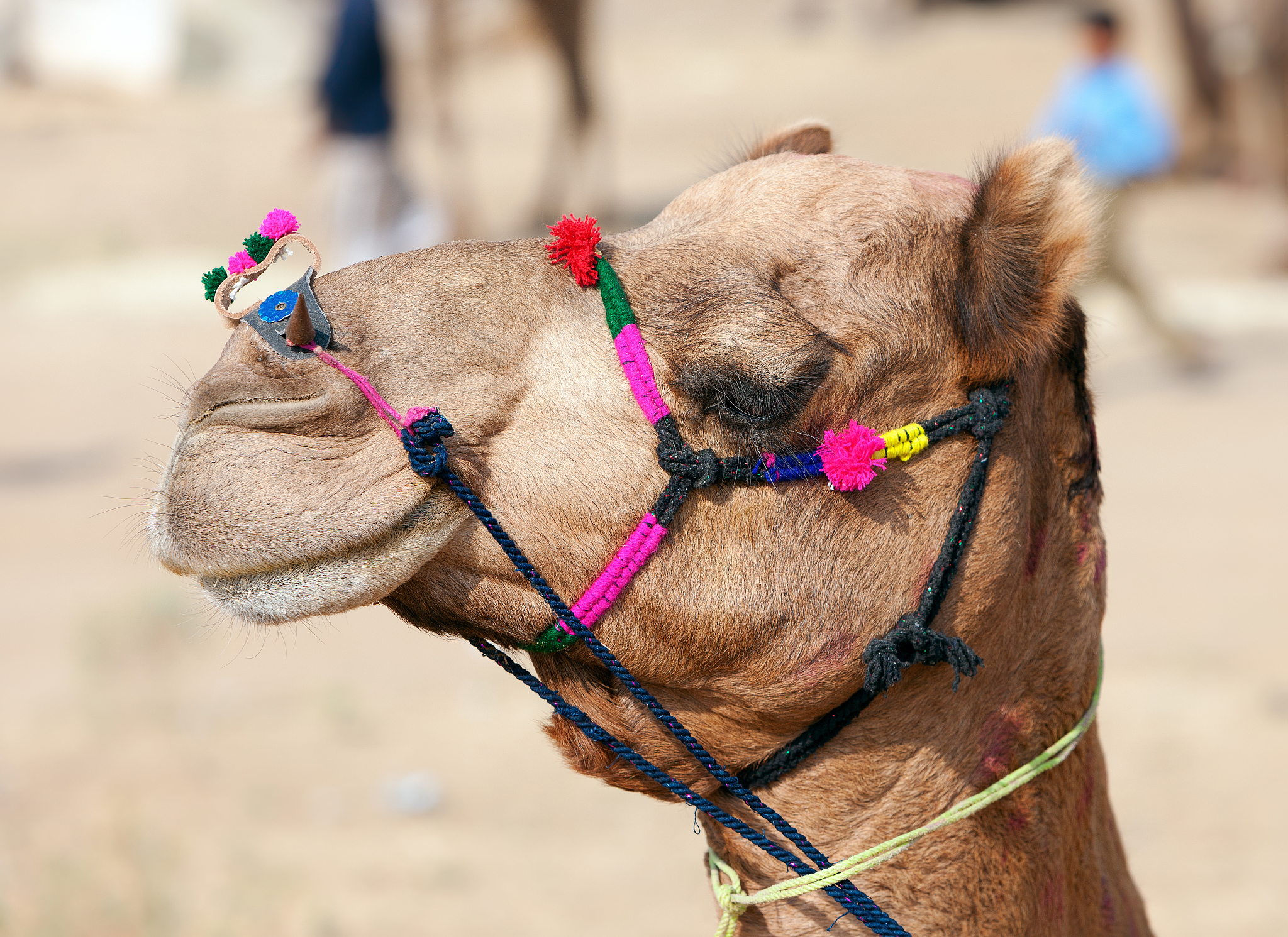 decorated camel at the pushkar fair. rajasthan, india.