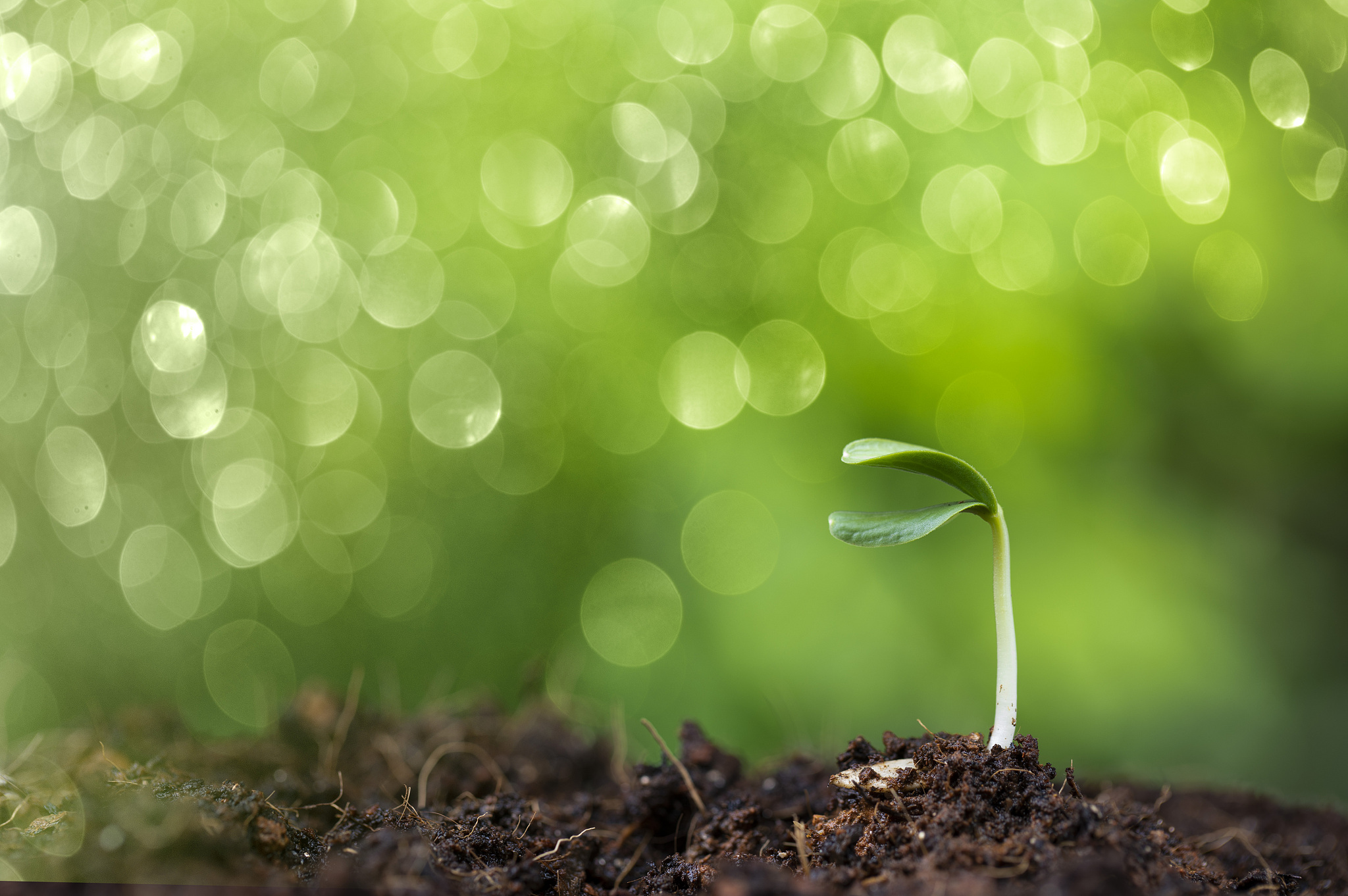 敬畏生命的征文