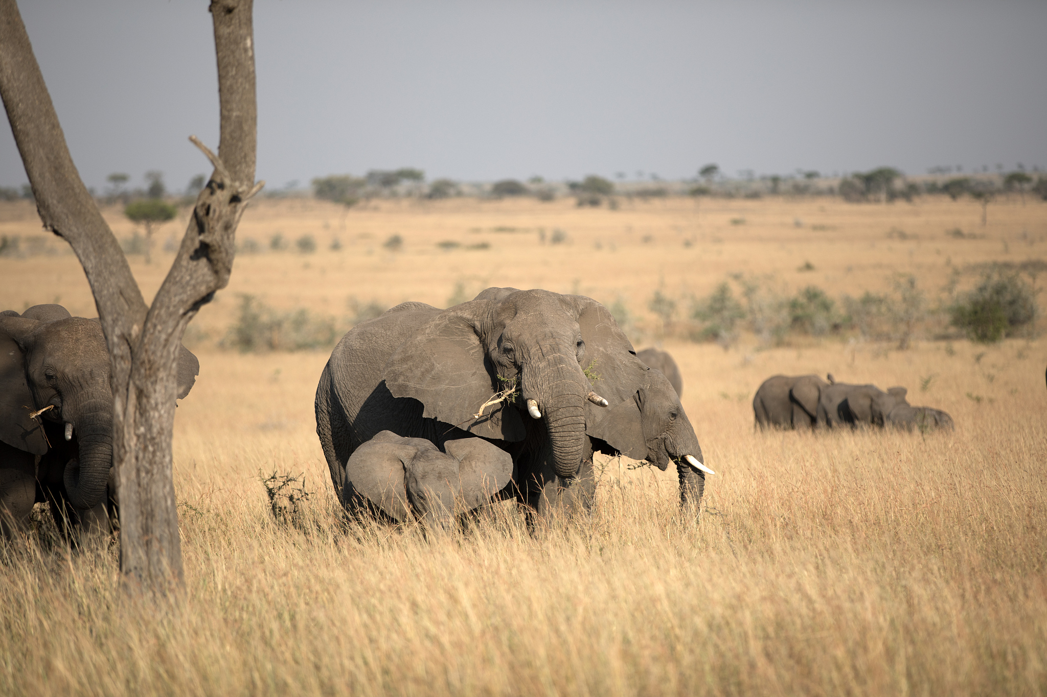 an elephant herd in tanzania