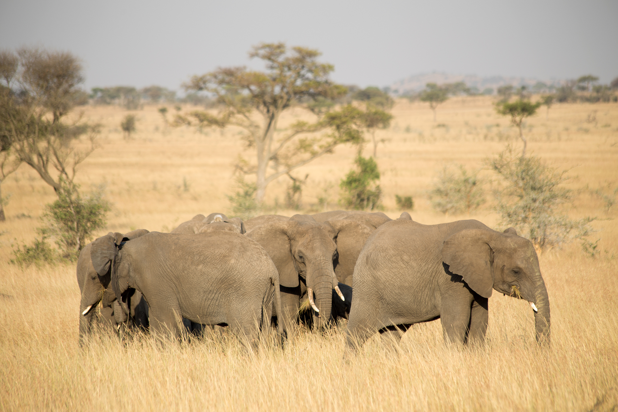 an elephant herd in tanzania