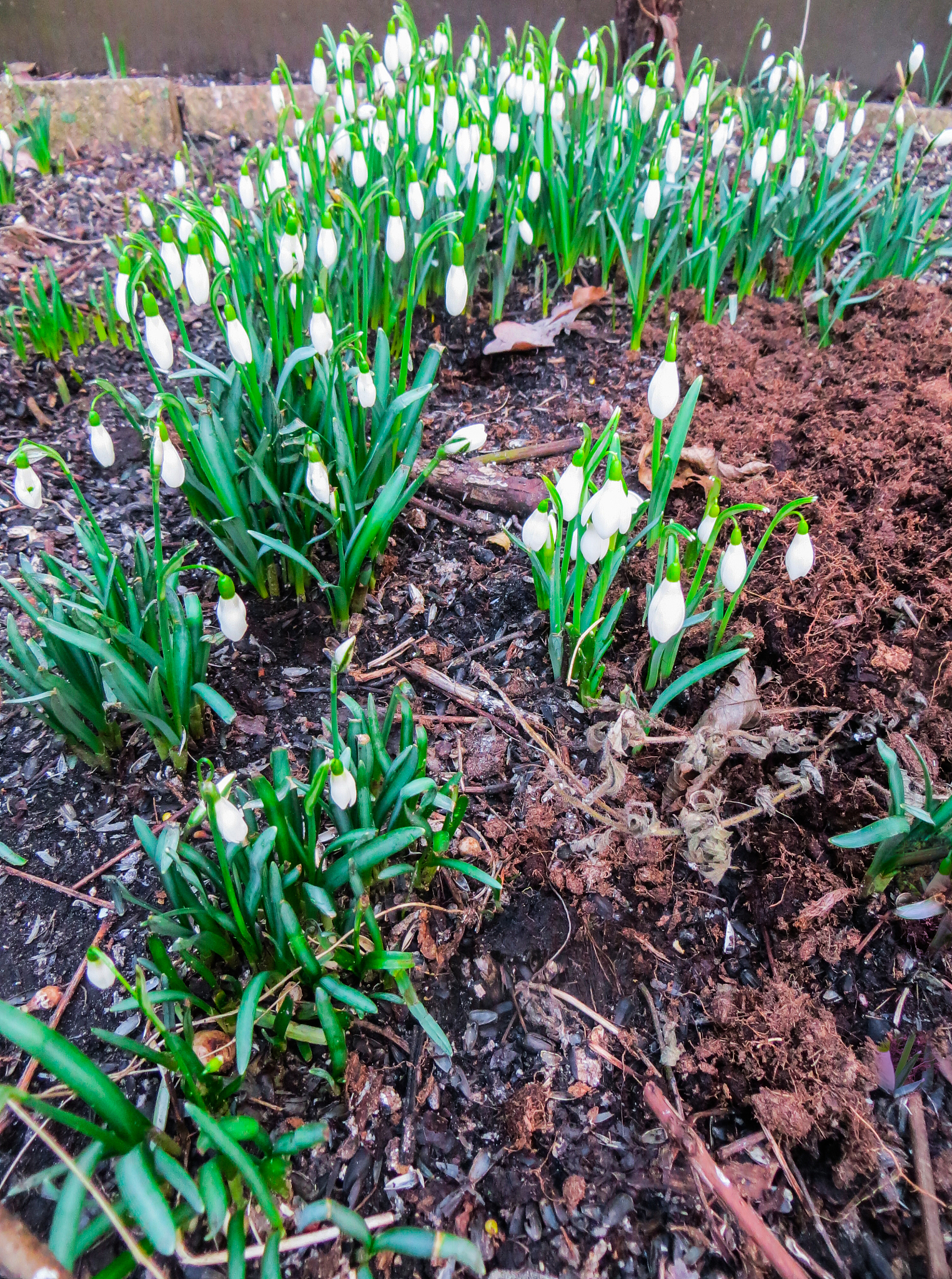 the first white snowdrops in early spring among last year's leav