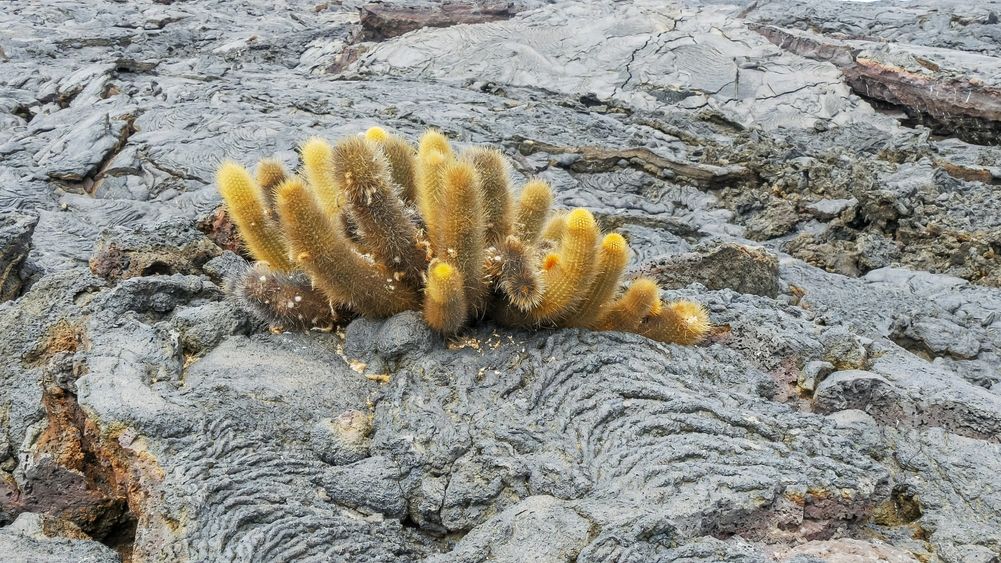 shot of a lava cactus growing on isla santiago in the galapagos