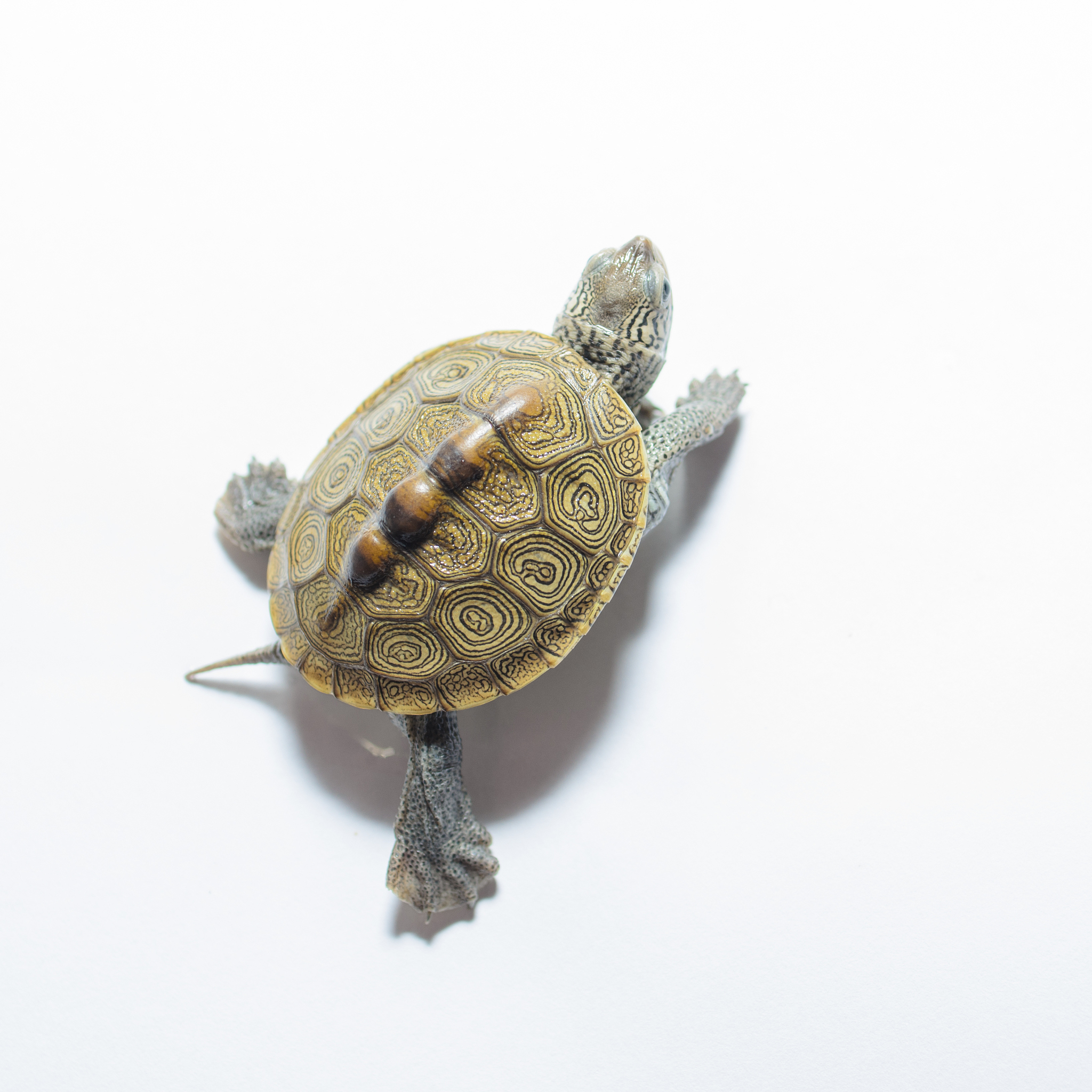 turtle