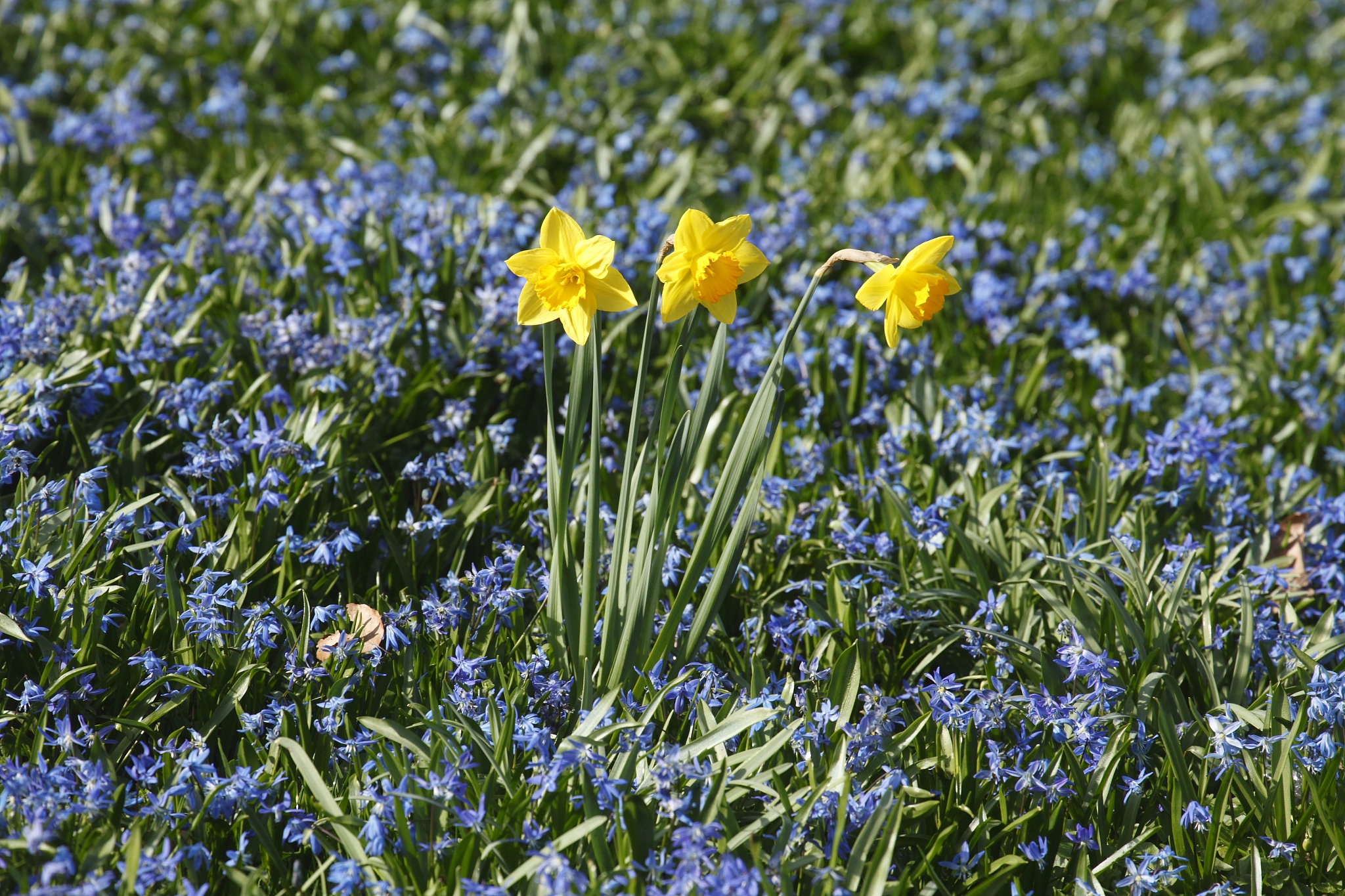 narzissenblüte  (narcissus pseudonarcissus)