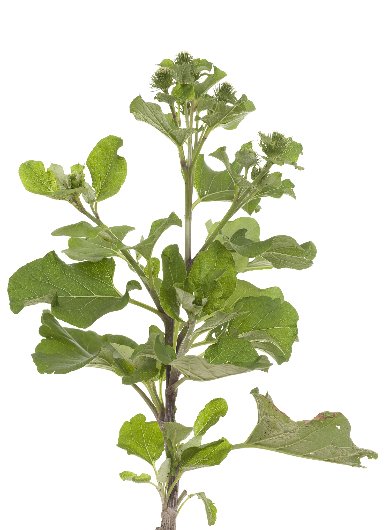 burdock