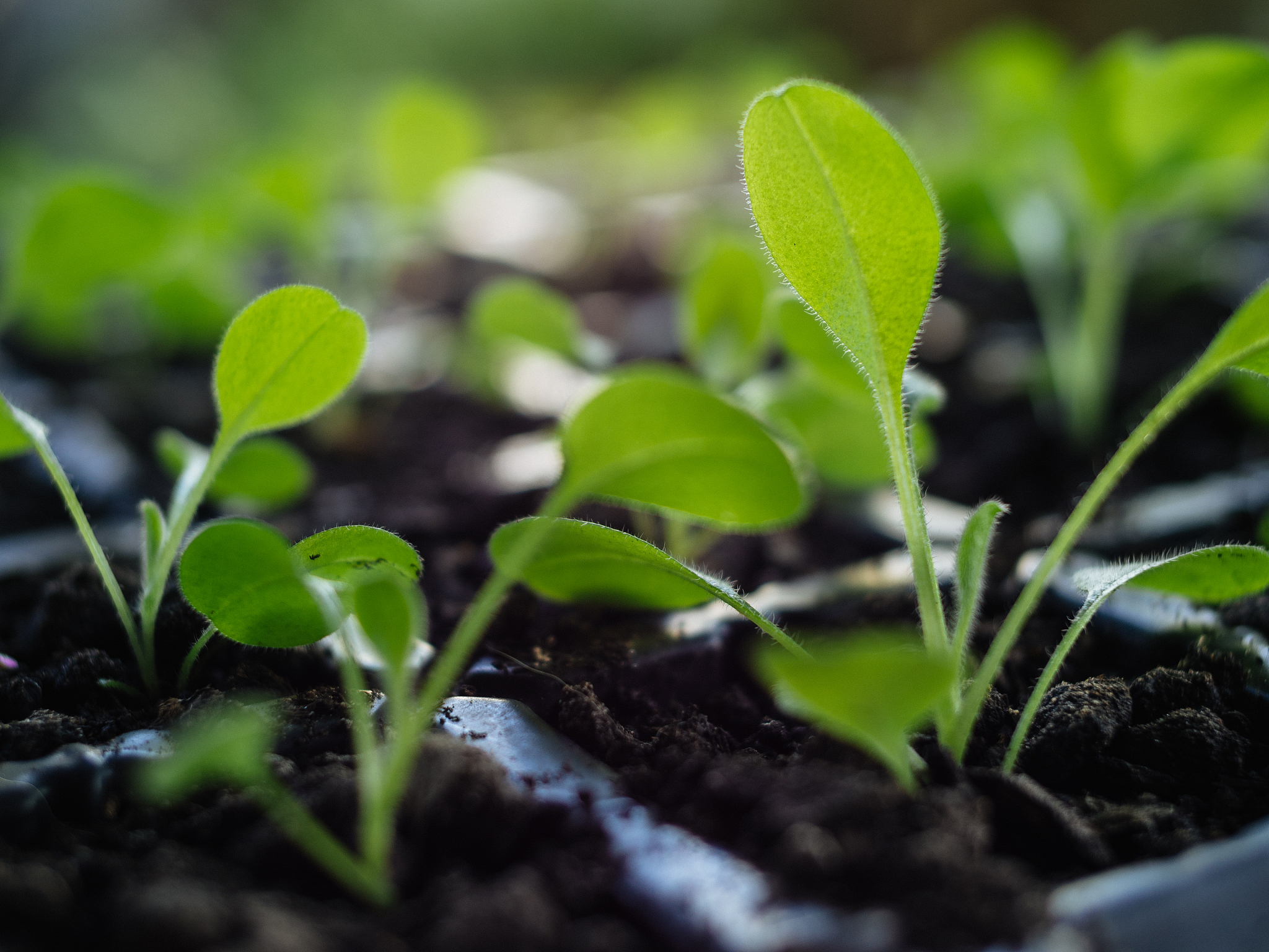 观察叶子生长：从微小绿点到茂盛大叶