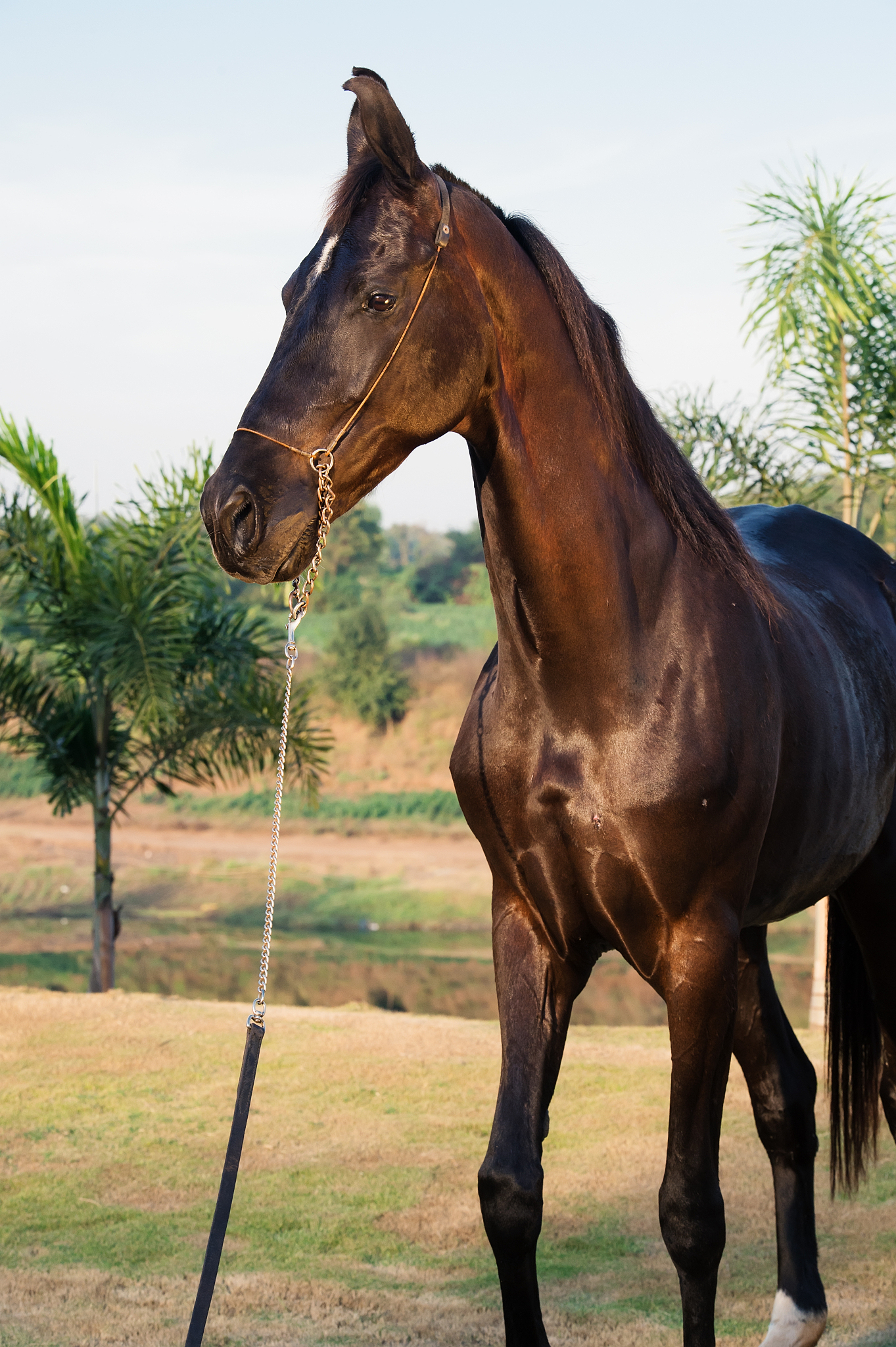 portrait of black marwari mare  posing nearly river. gujarat, in
