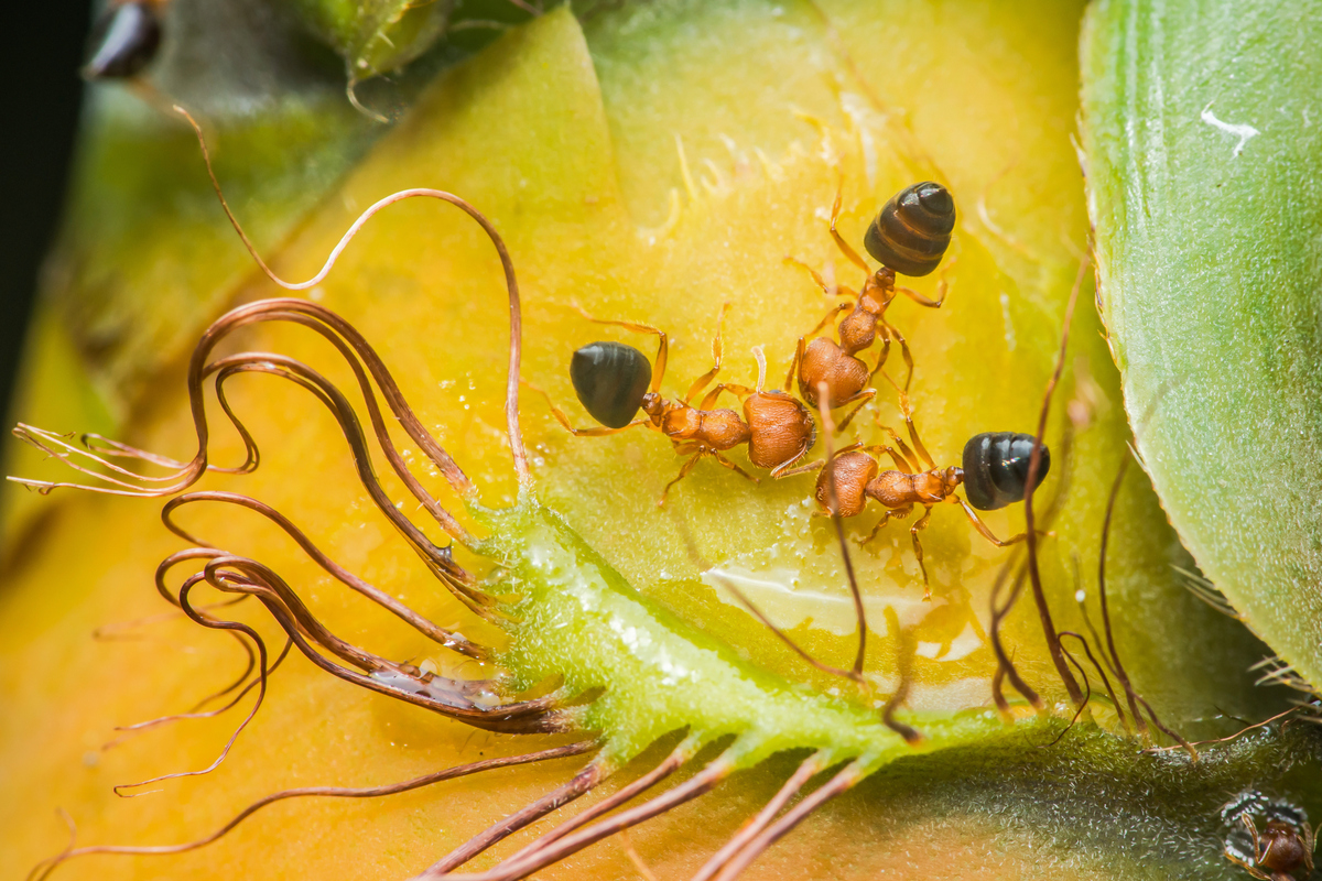 蚂蚁：一种常见昆虫的形态、生物学特性及研究技术