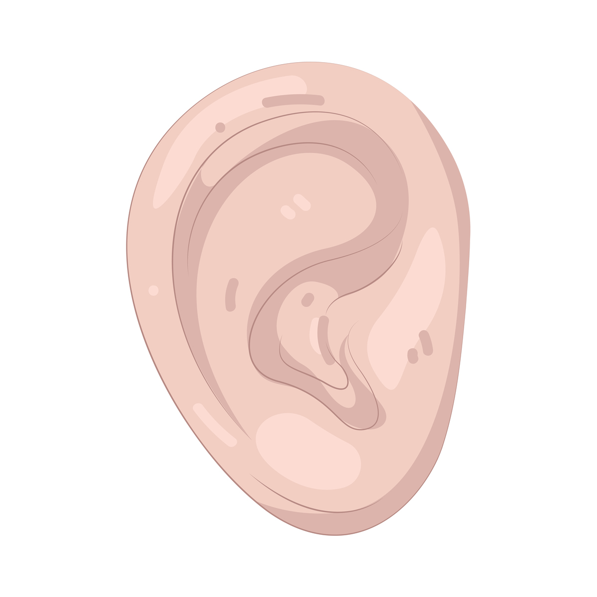 耳朵能动来动去吗？原因揭秘！