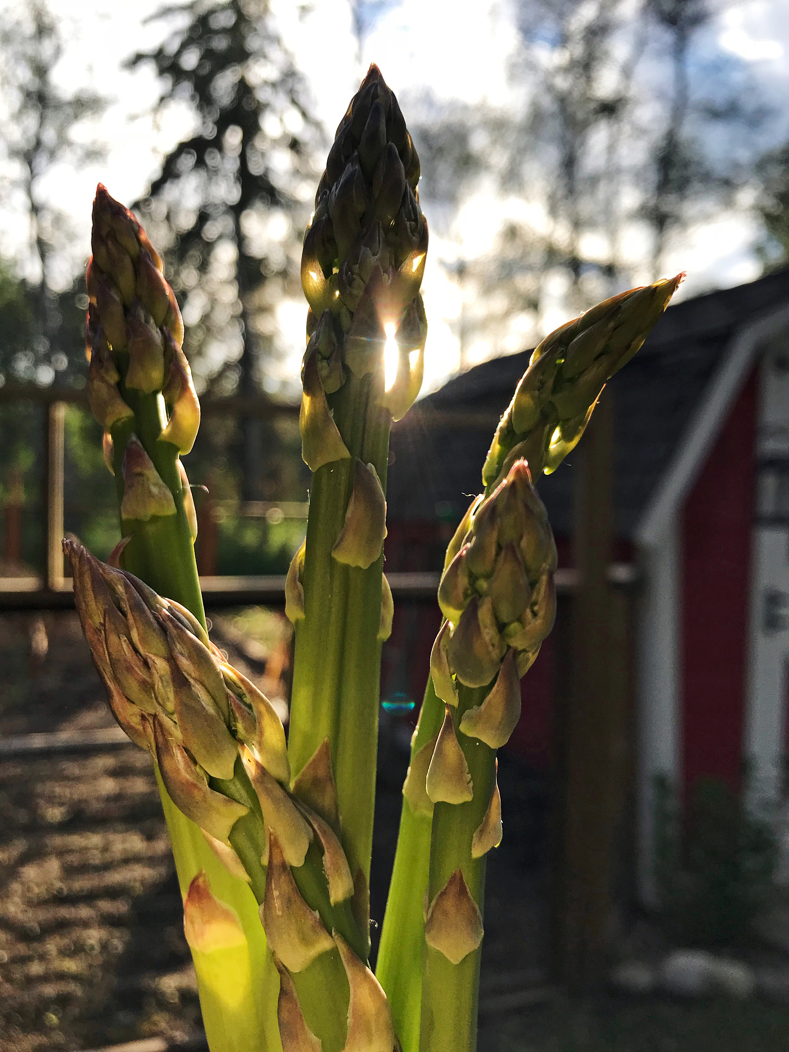 芦笋中重金属含量对成人和儿童健康风险评估