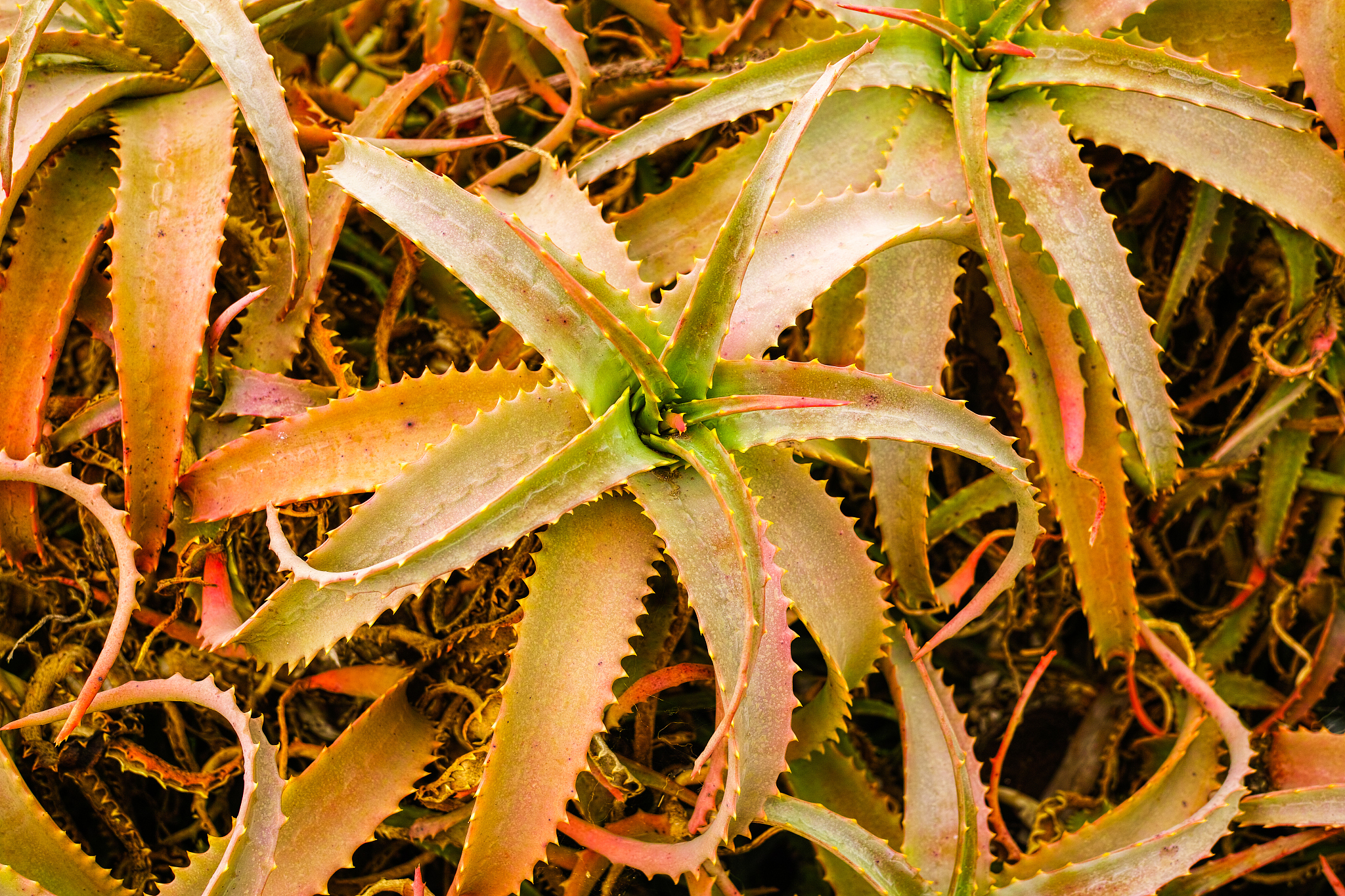 四川中草药种植专业哪个学校好？推荐这三所高校