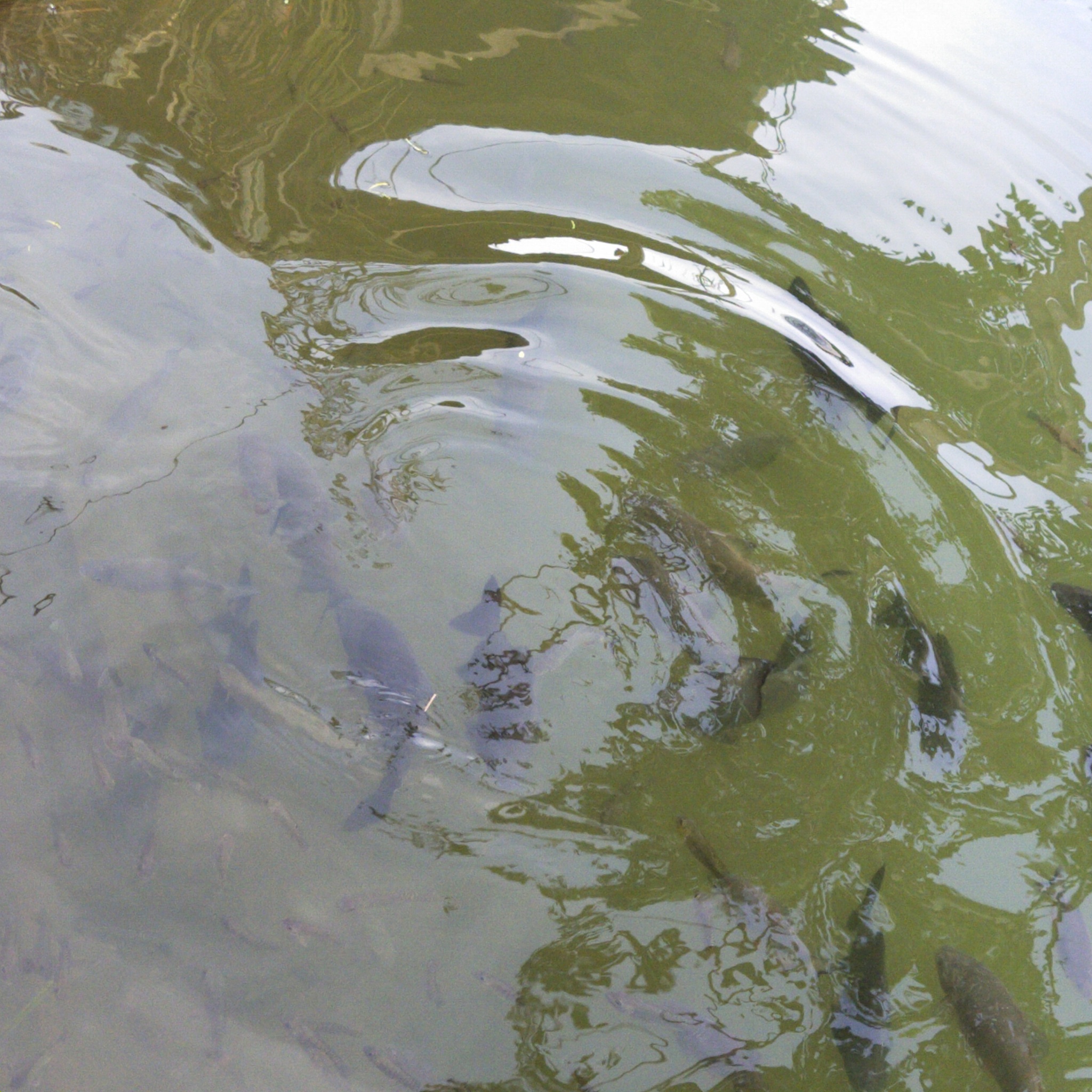 优化养殖池塘底泥的生物技术方法