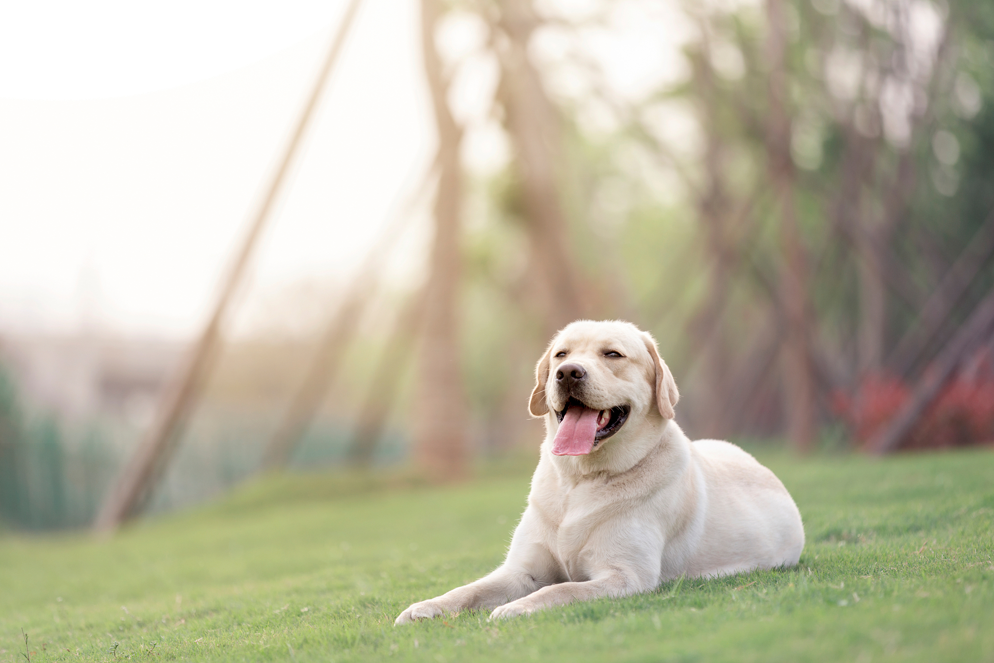拉布拉多犬：忠诚、友善、充满爱意的伴侣