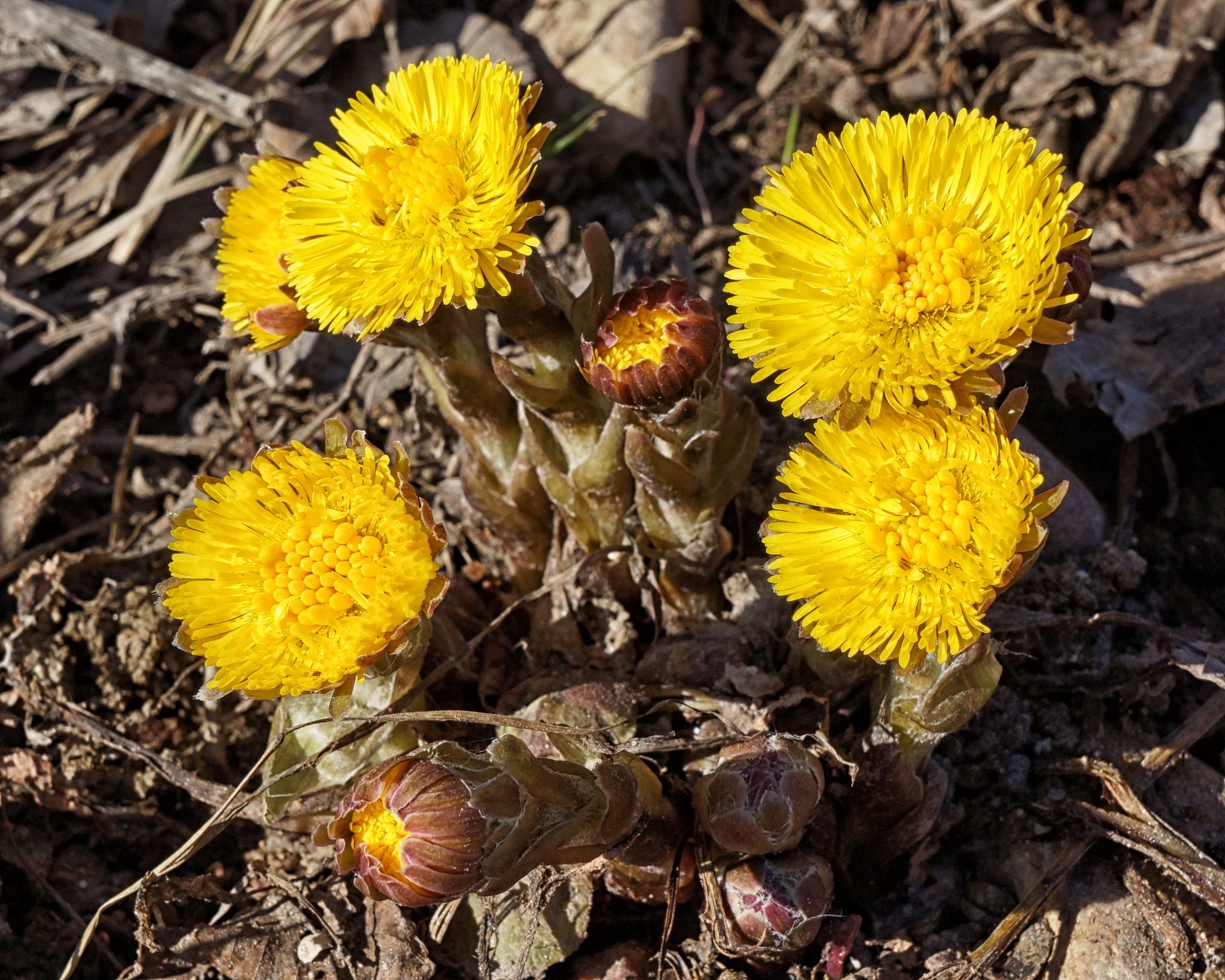 one of the first spring flowers - coltsfoot