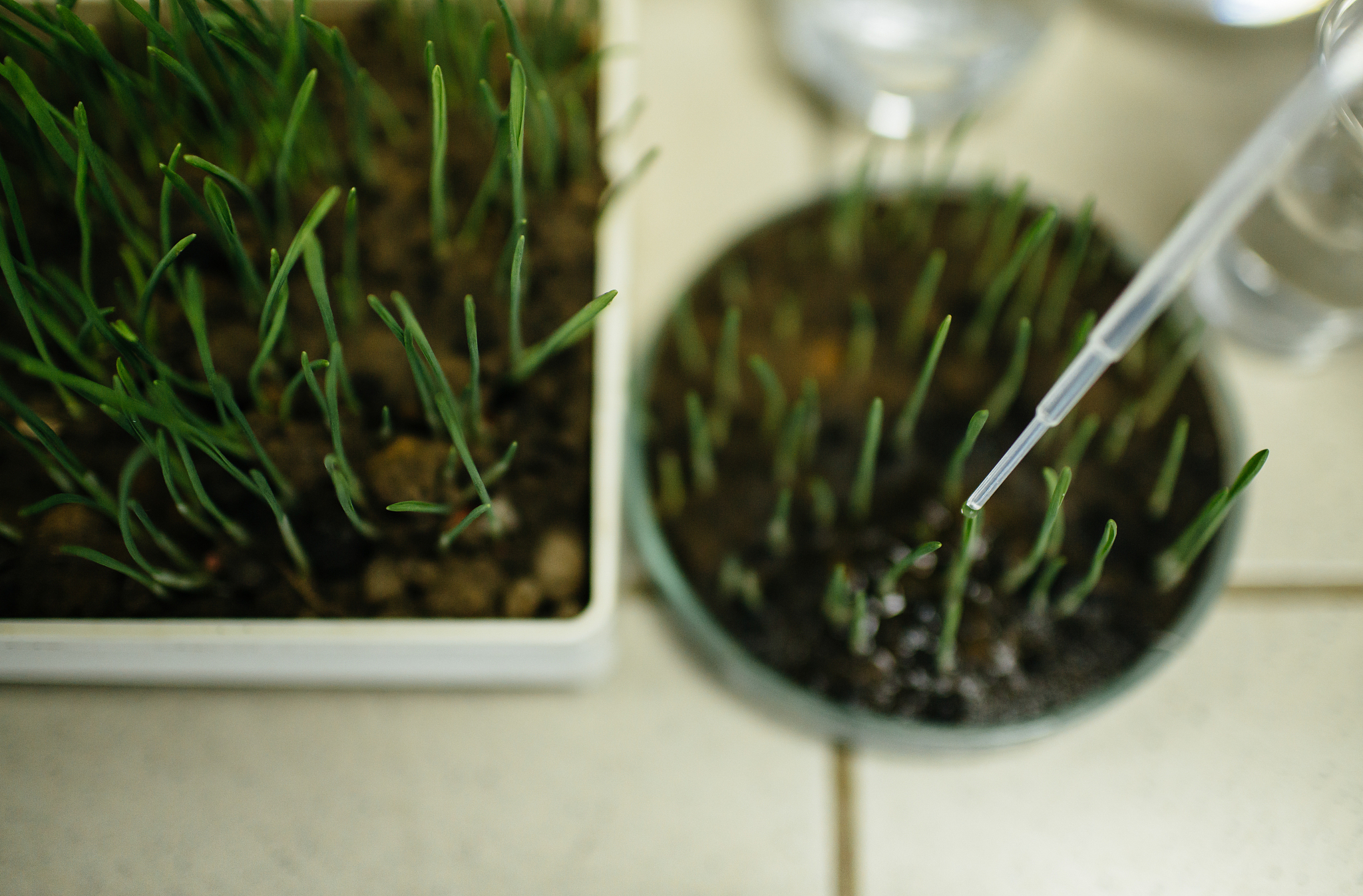 小学生植物种类对蚯蚓多样性的影实验设计2000字
