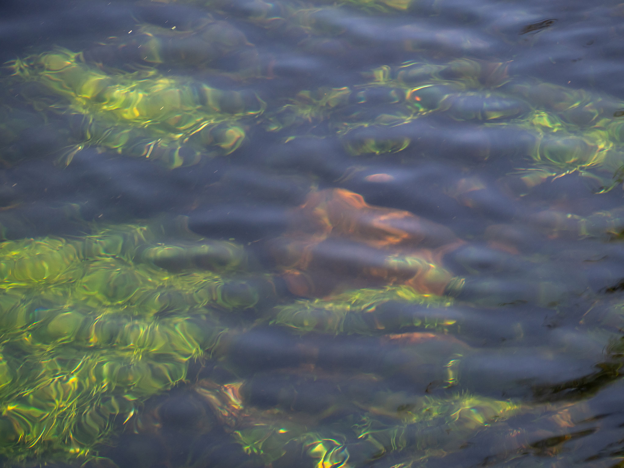 水体富营养化导致藻类过度繁殖的原因分析